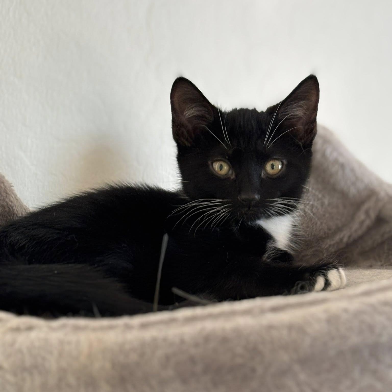 Cane, an adoptable Domestic Short Hair in Queen Creek, AZ image 4/5