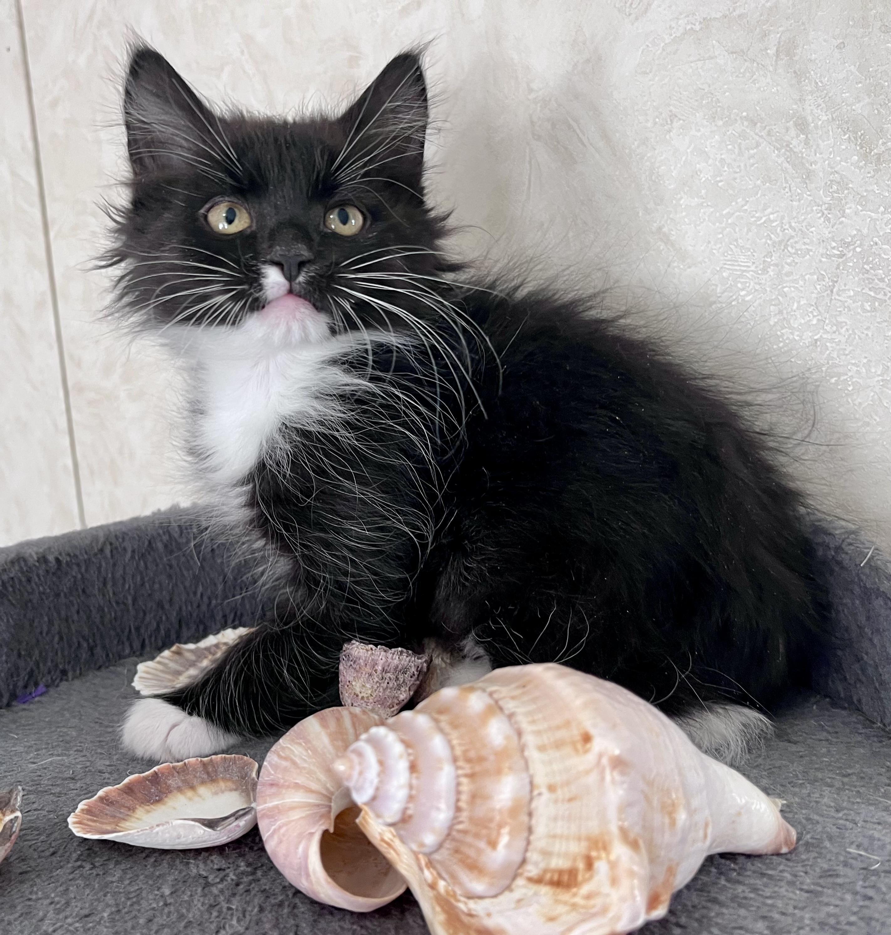 Twizzle, a ADOPTABLE mixed breed in Rocky Hill, CT image 4/5