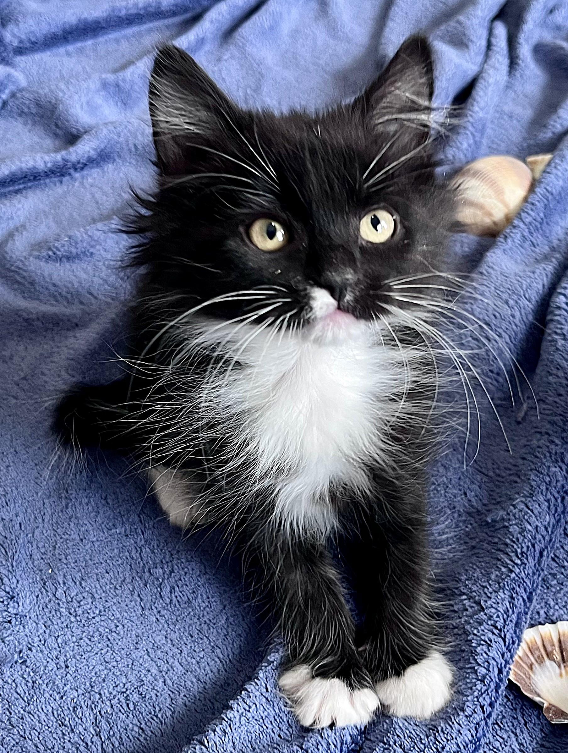 Twizzle, a ADOPTABLE mixed breed in Rocky Hill, CT image 5/5