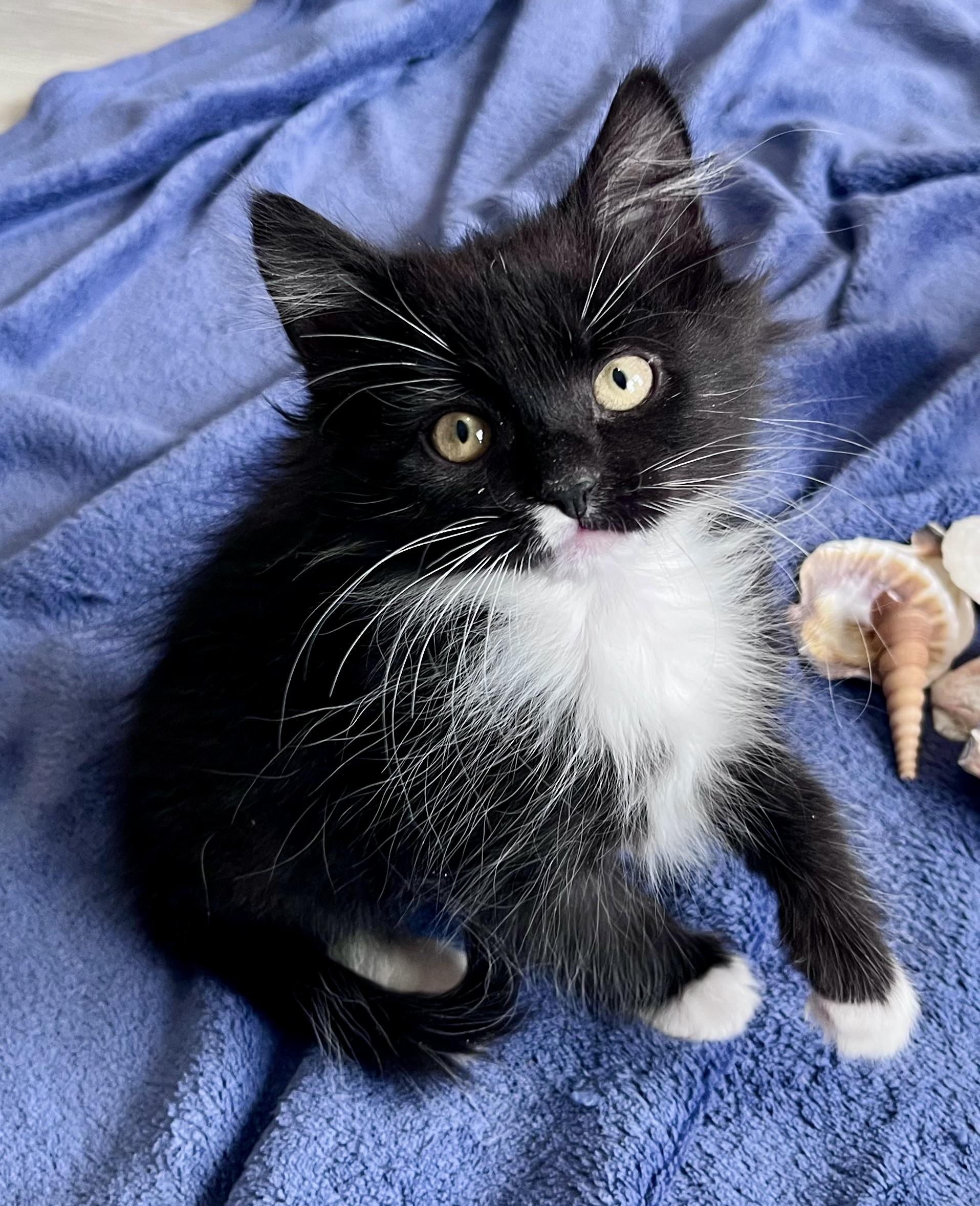 Twizzle, a ADOPTABLE mixed breed in Rocky Hill, CT image 2/5