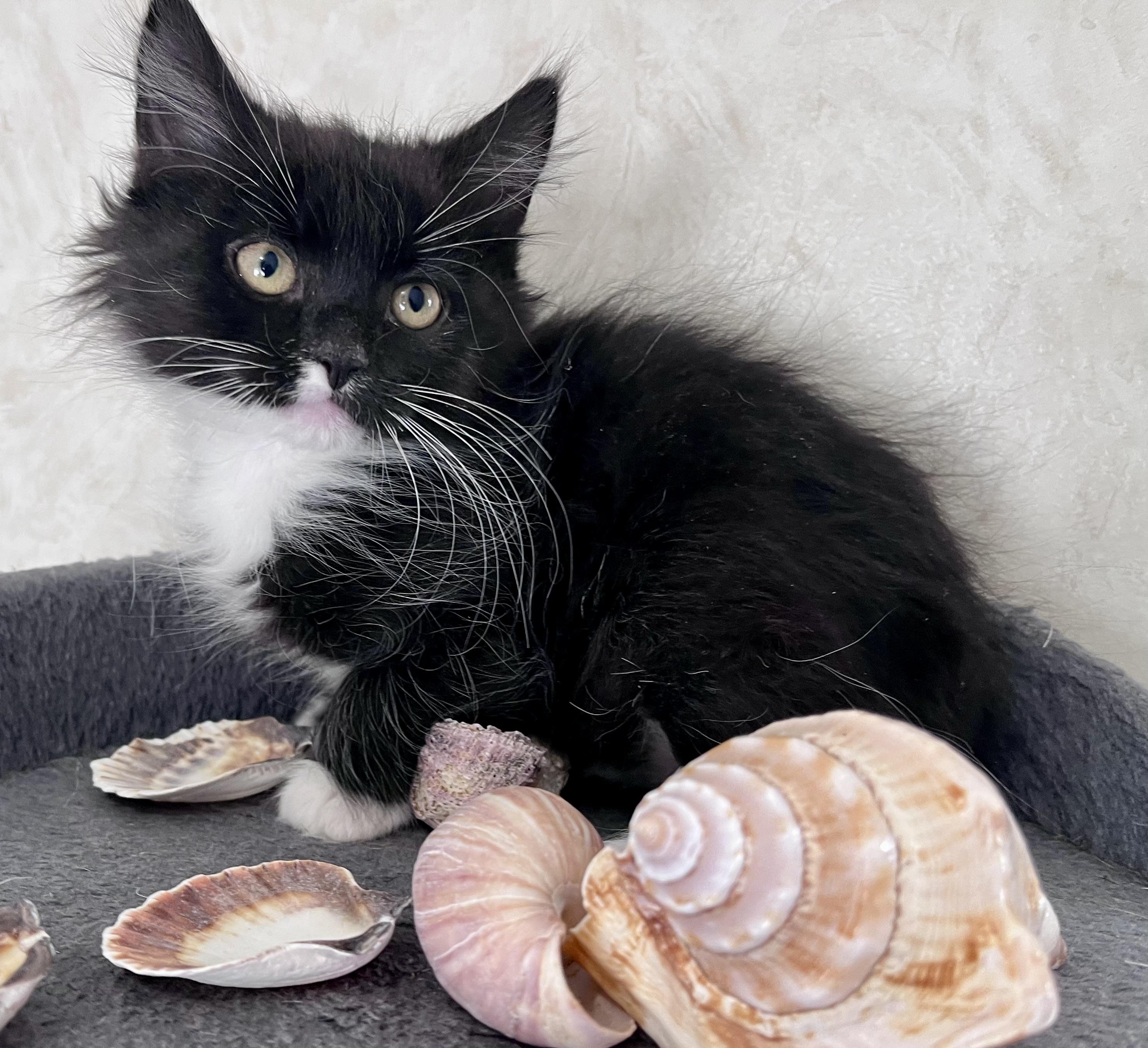 Twizzle, a ADOPTABLE mixed breed in Rocky Hill, CT image 3/5