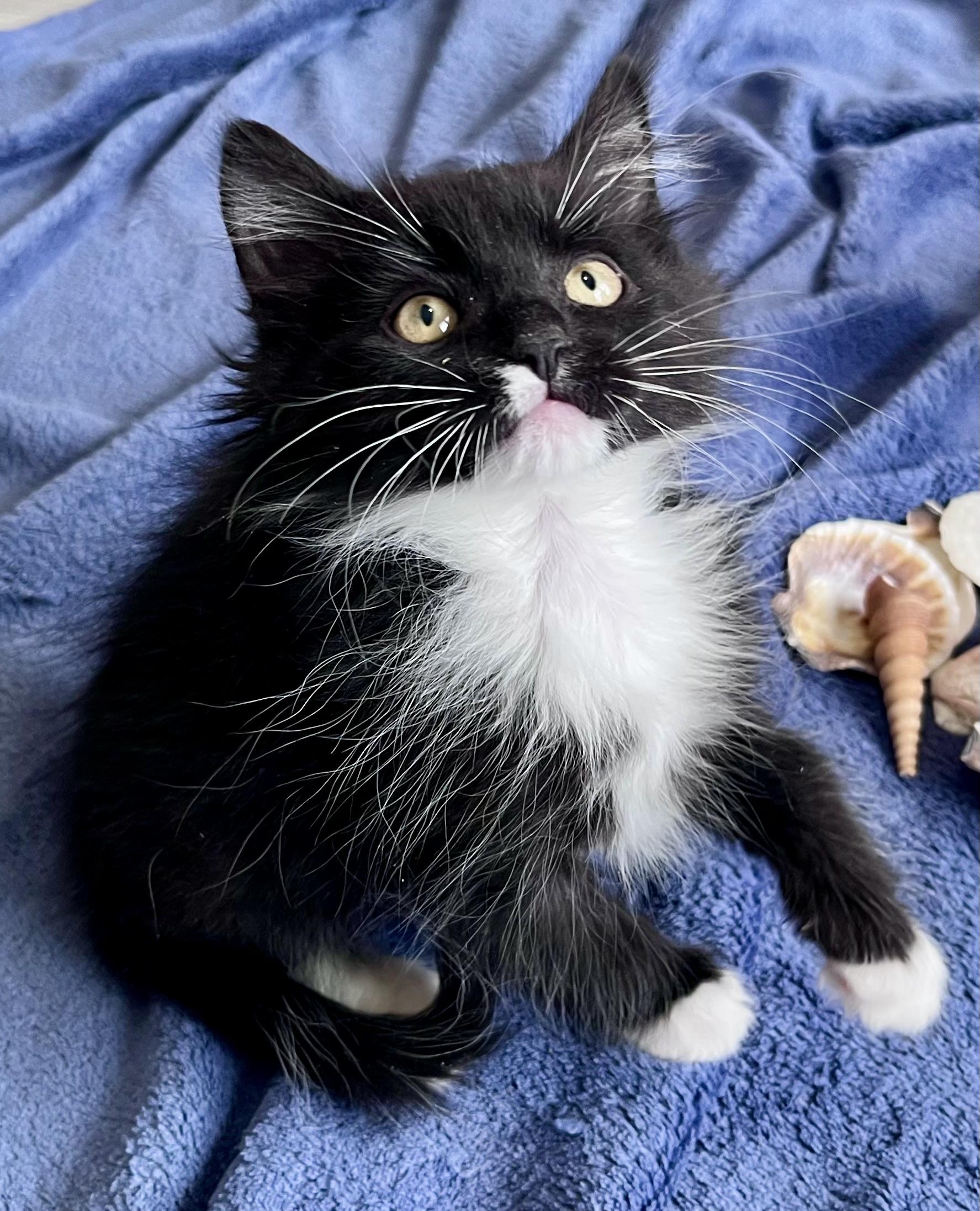 Twizzle, a ADOPTABLE mixed breed in Rocky Hill, CT image 1/5