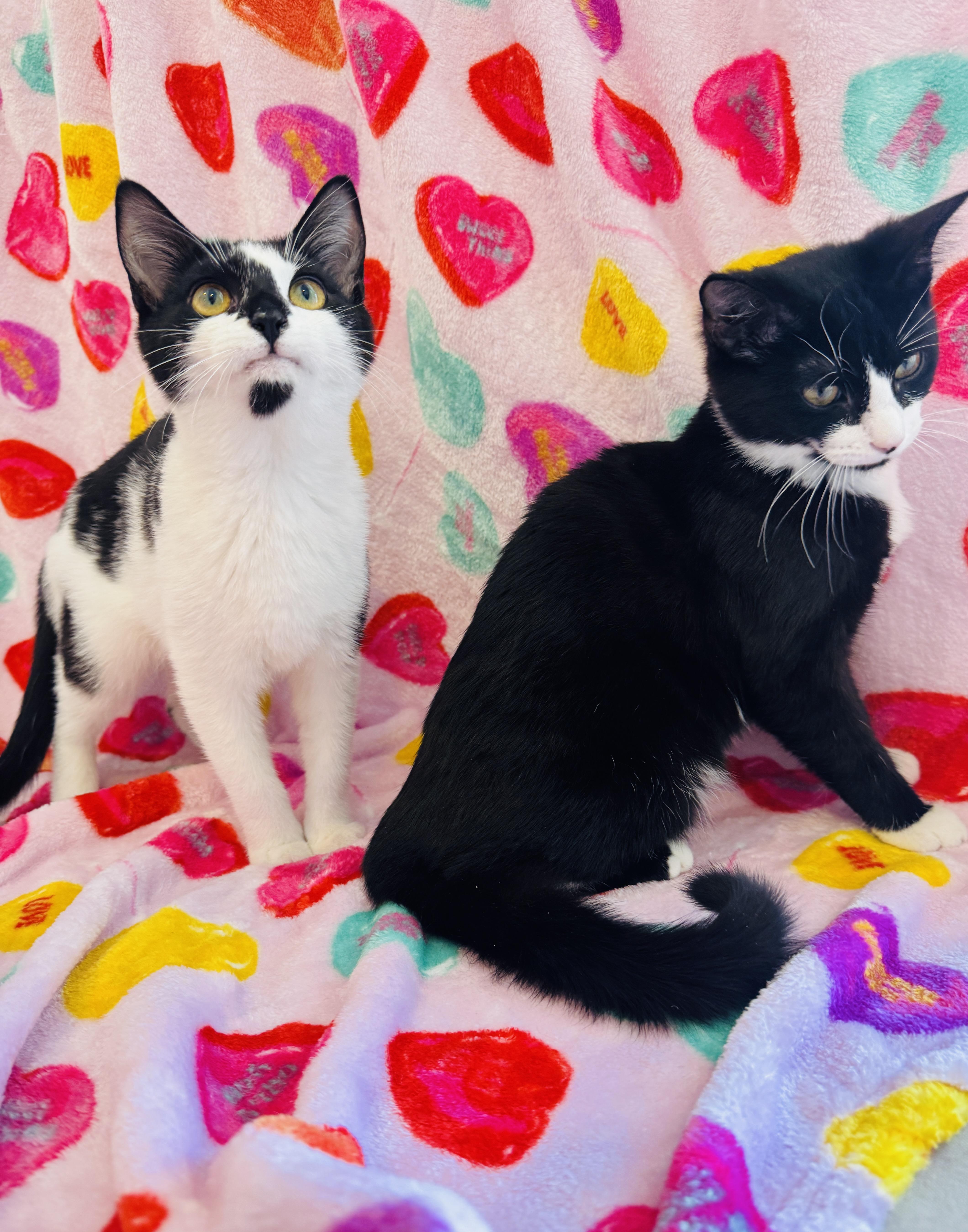 Enlarge Marshmallow & Cocoa - 5 MONTHS - WARM UP WITH THIS SWEET DUO!, a ADOPTABLE American Shorthair in Bristow, VA image 1/6