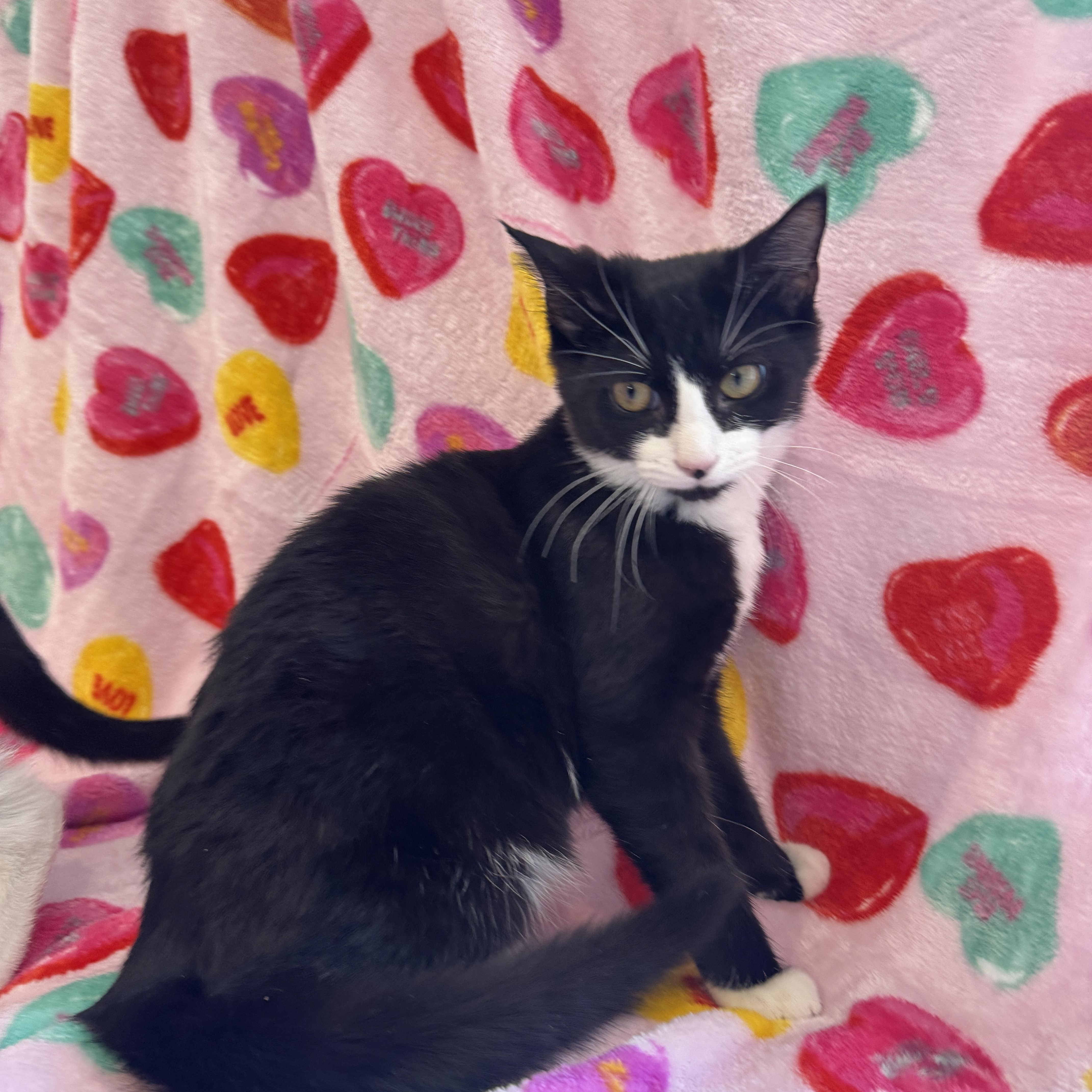 Enlarge Marshmallow & Cocoa - 5 MONTHS - WARM UP WITH THIS SWEET DUO!, a ADOPTABLE American Shorthair in Bristow, VA image 3/6