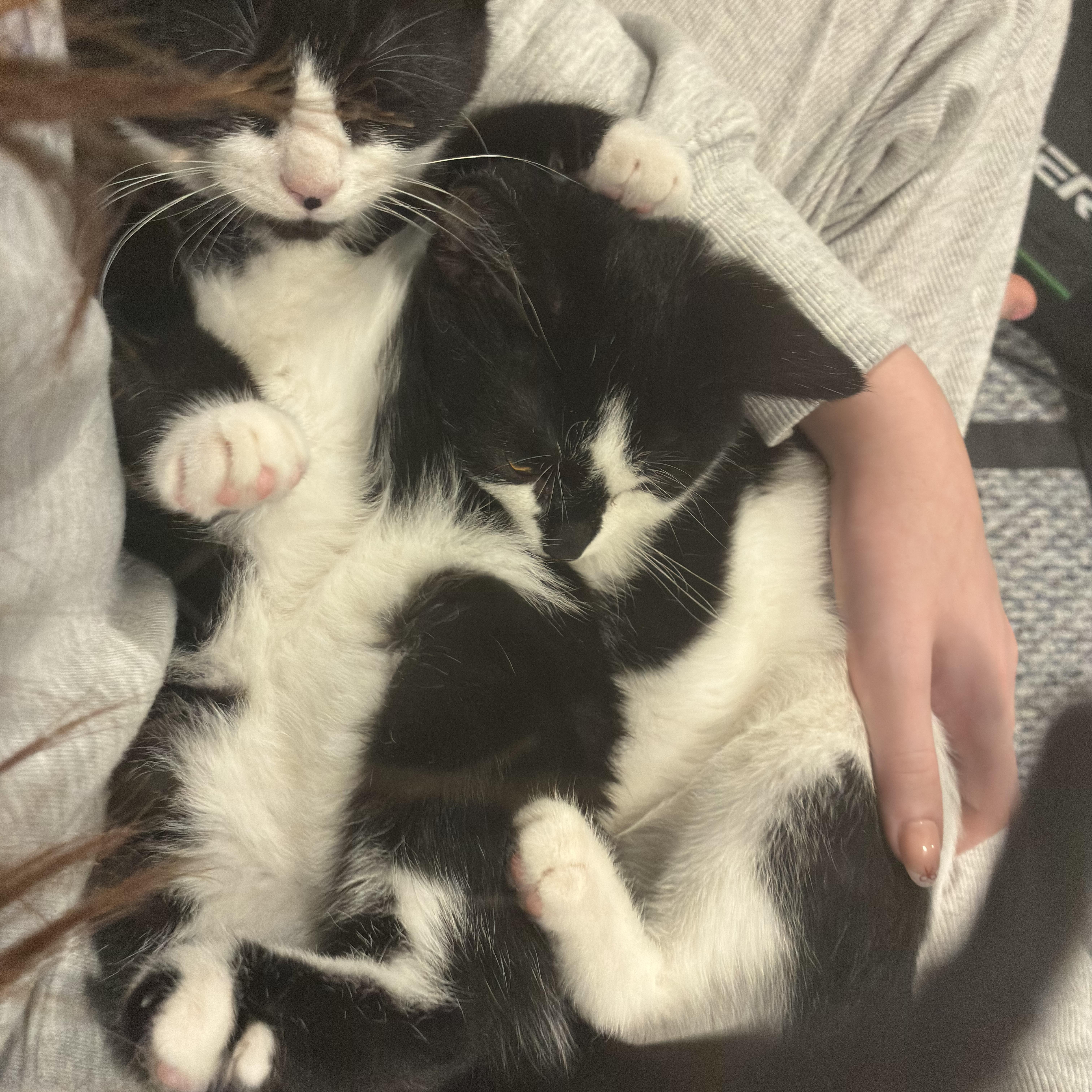 Enlarge Marshmallow & Cocoa - 5 MONTHS - WARM UP WITH THIS SWEET DUO!, a ADOPTABLE American Shorthair in Bristow, VA image 4/6