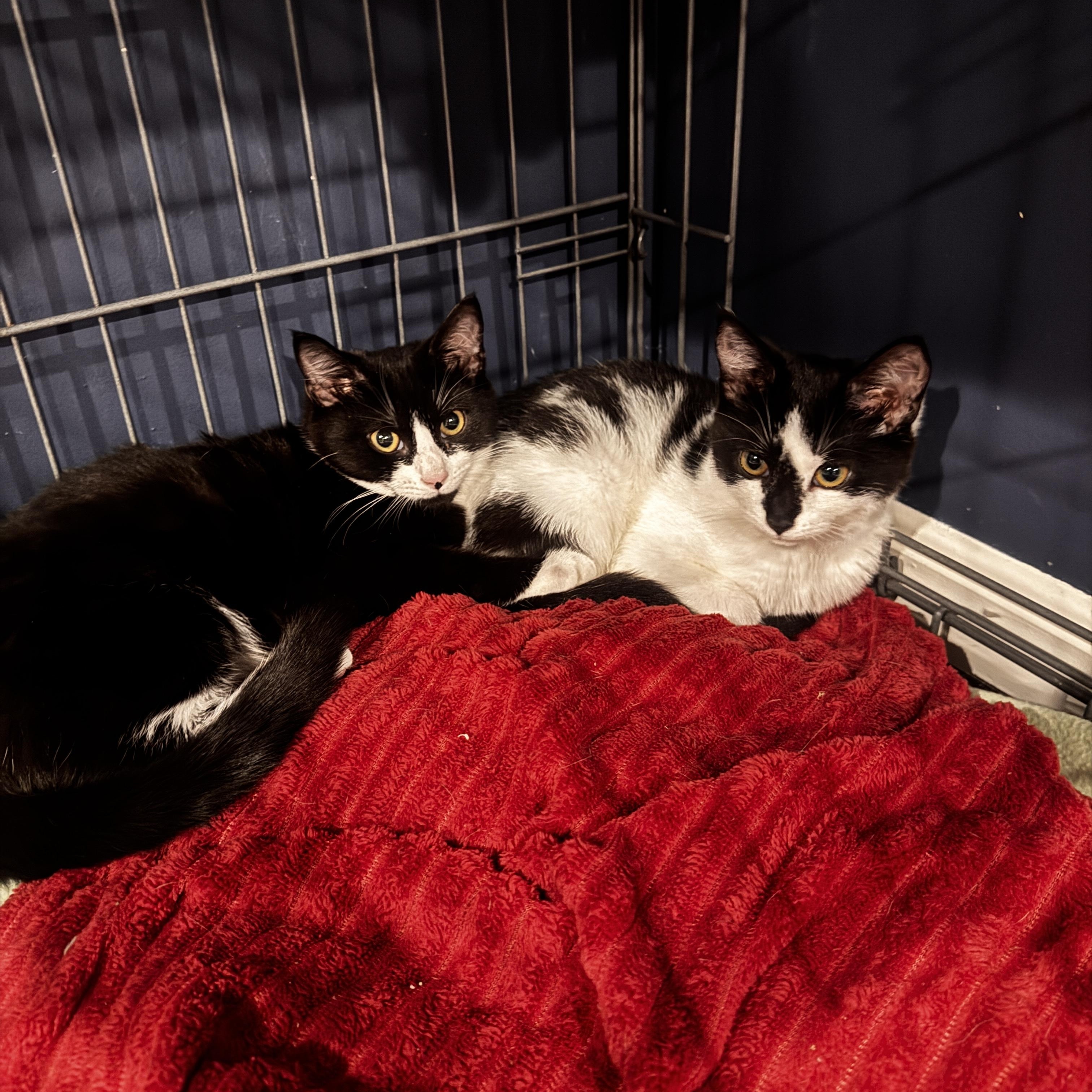 Enlarge Marshmallow & Cocoa - 5 MONTHS - WARM UP WITH THIS SWEET DUO!, a ADOPTABLE American Shorthair in Bristow, VA image 5/6