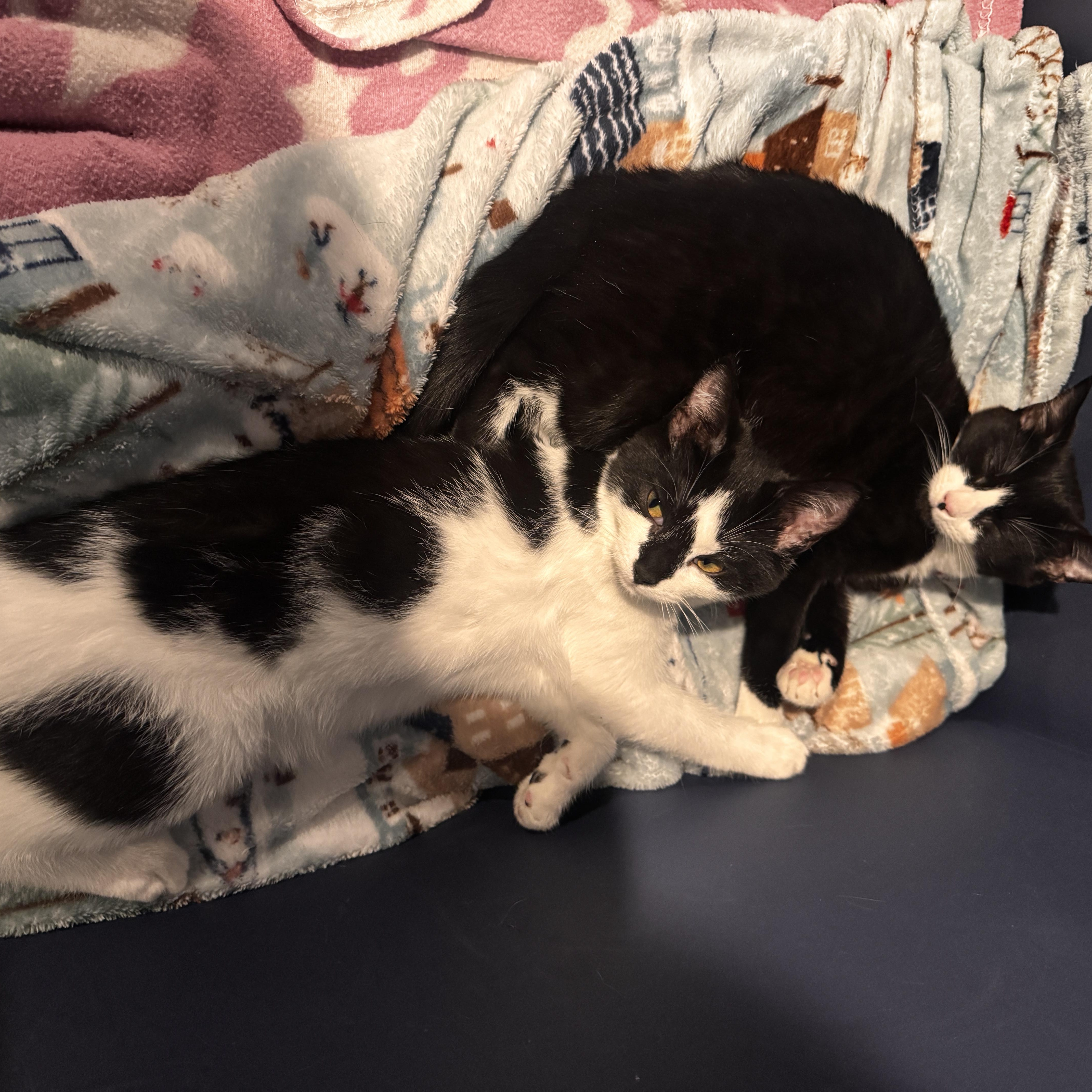 Enlarge Marshmallow & Cocoa - 5 MONTHS - WARM UP WITH THIS SWEET DUO!, a ADOPTABLE American Shorthair in Bristow, VA image 6/6