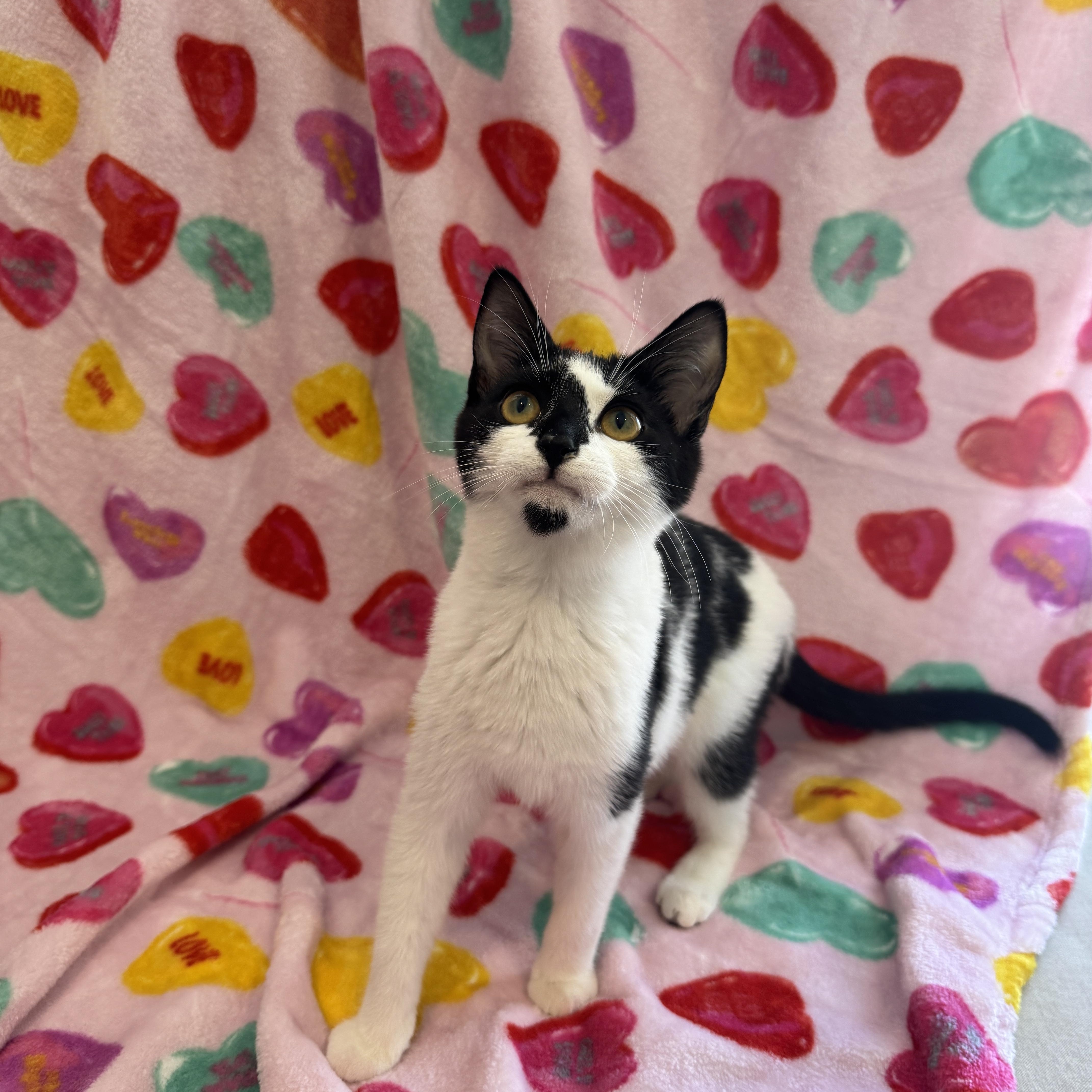 Enlarge Marshmallow & Cocoa - 5 MONTHS - WARM UP WITH THIS SWEET DUO!, a ADOPTABLE American Shorthair in Bristow, VA image 2/6