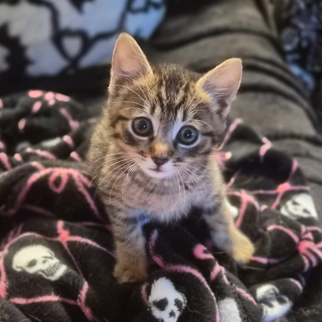 DeMarkus, Adoptable, Kitten Male Domestic Medium Hair.