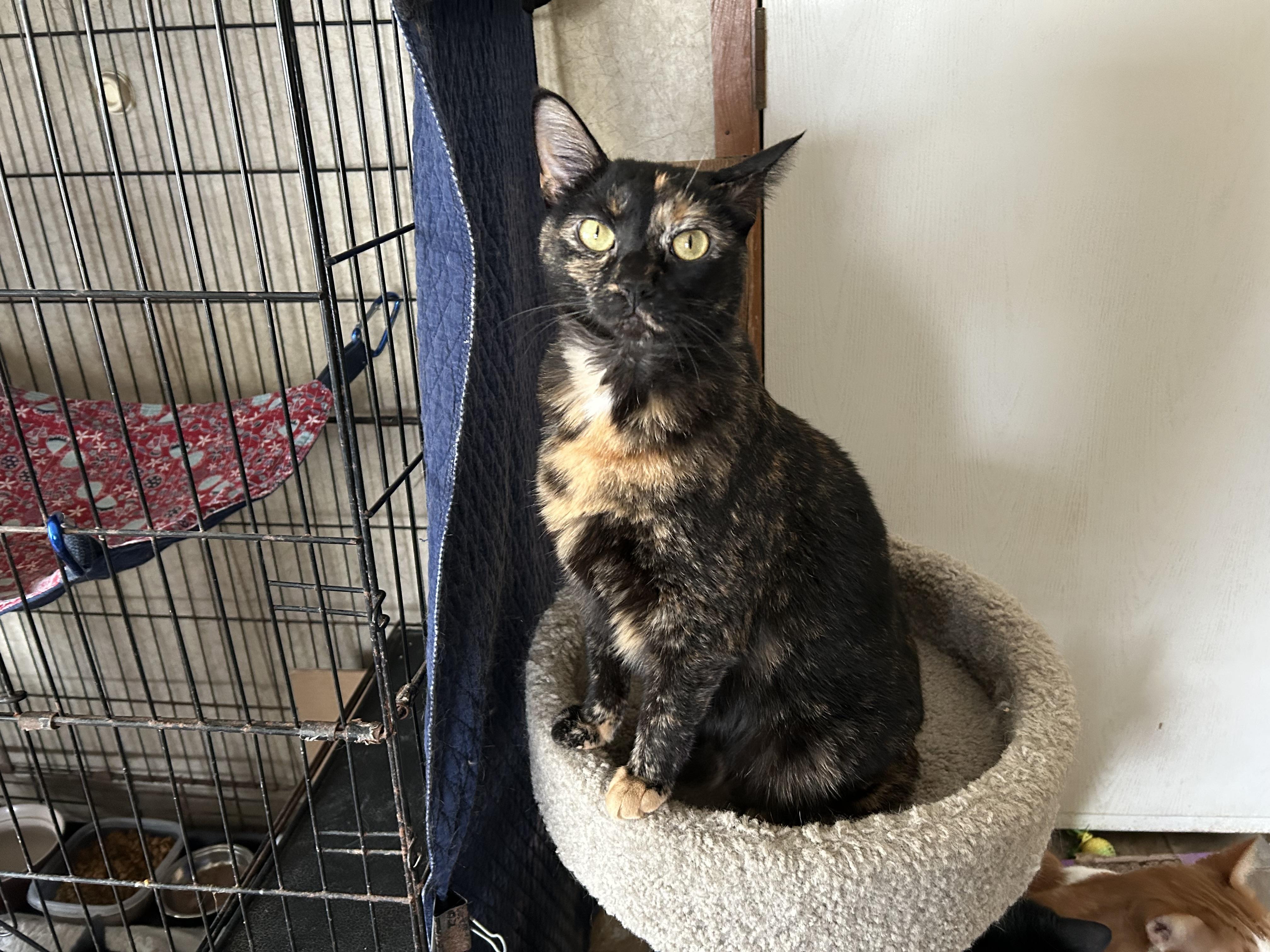 Charlotte Rae, Adoptable, Adult Female Domestic Short Hair.