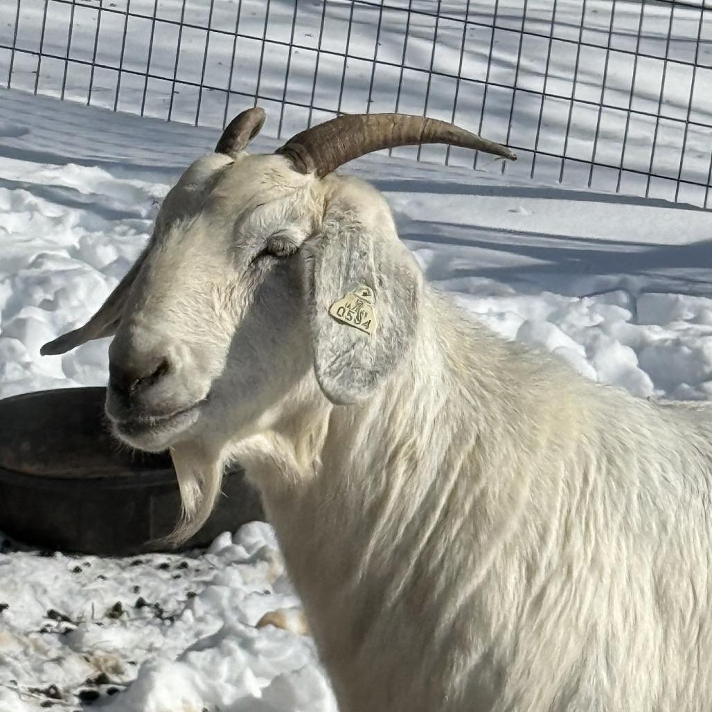 Lucia, Adoptable, Adult Female Goat.