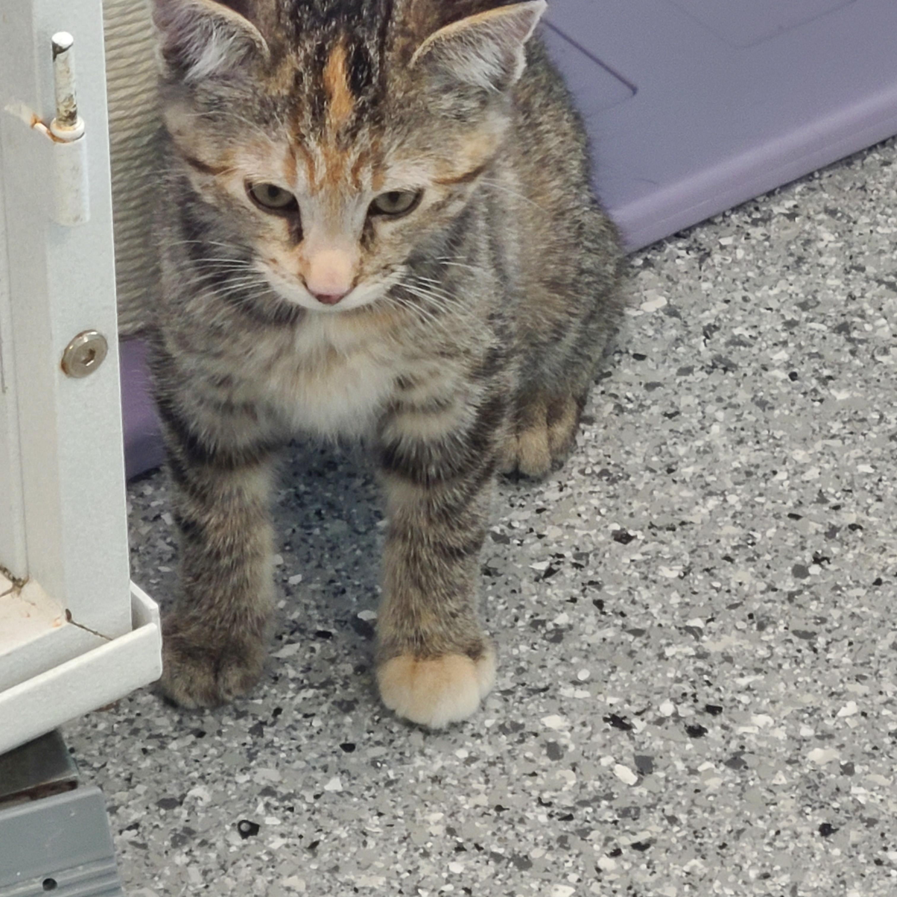 Enlarge Noelle, a ADOPTABLE Domestic Short Hair in Morris, MN image 2/3