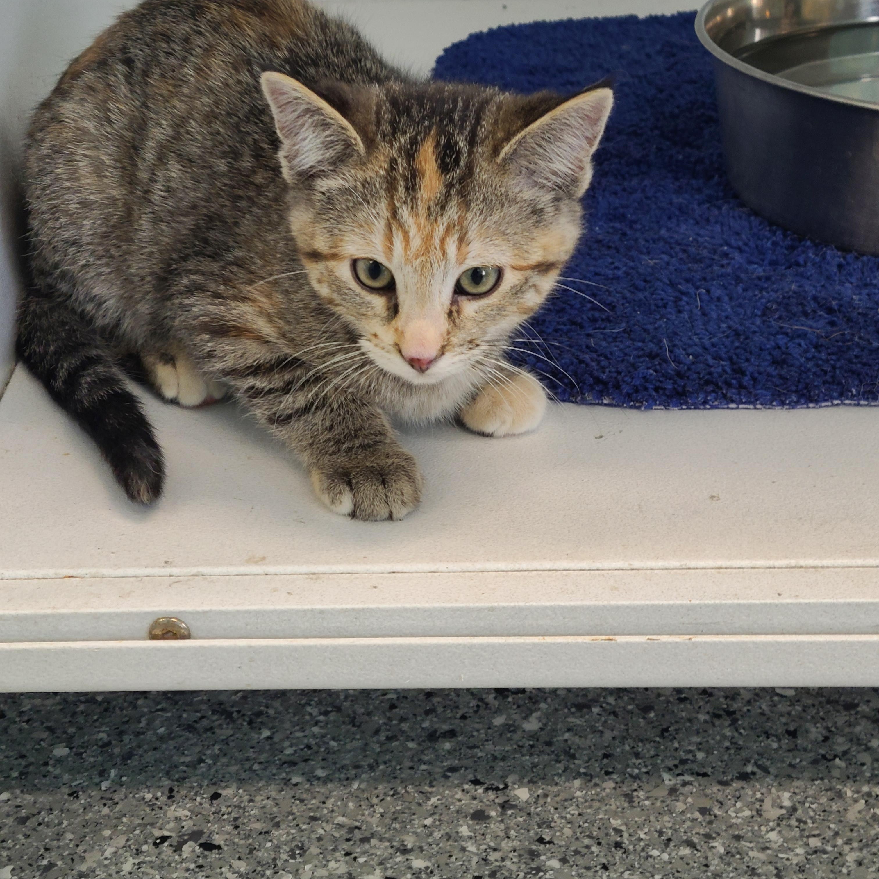 Enlarge Noelle, a ADOPTABLE Domestic Short Hair in Morris, MN image 3/3