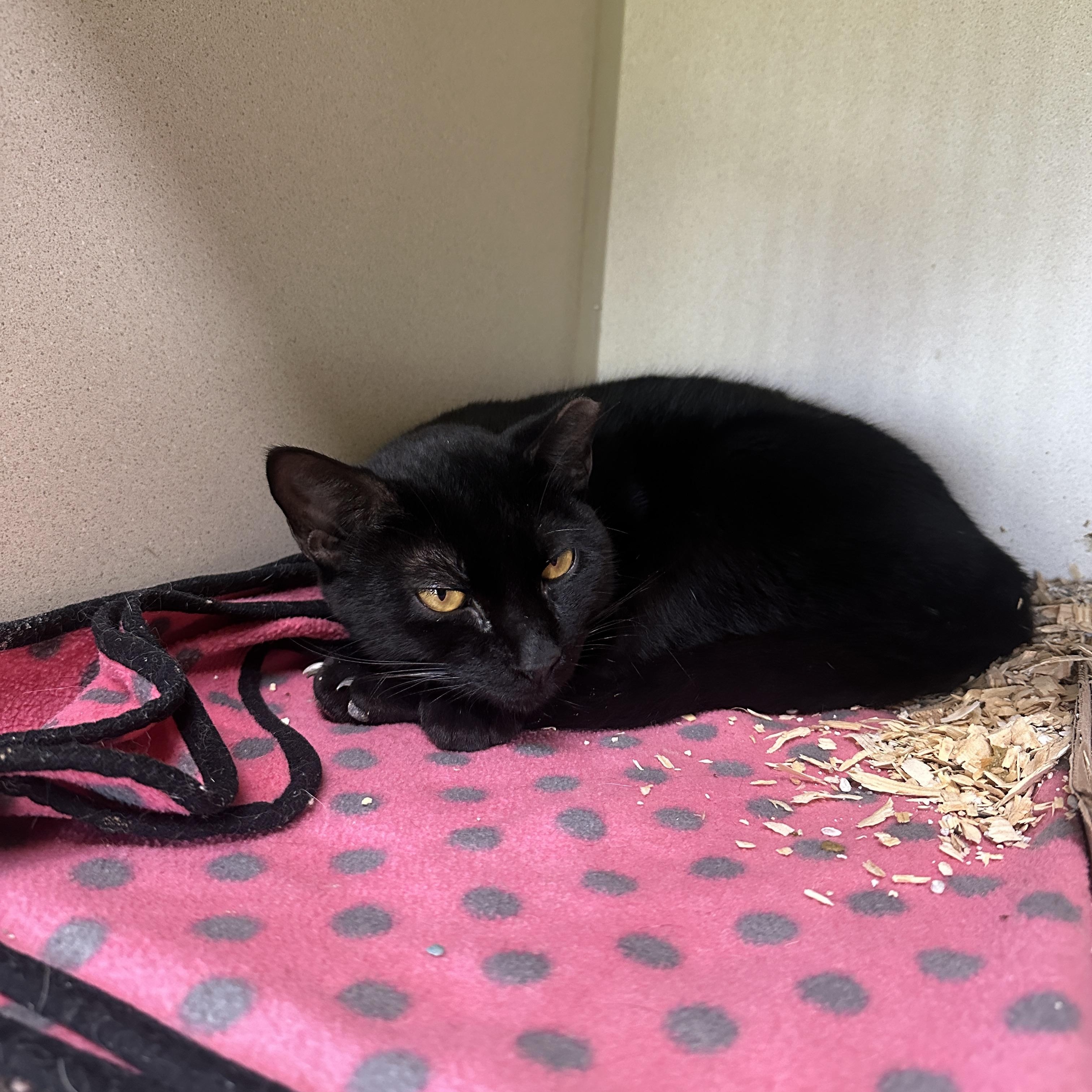 Enlarge Binx, a Adoptable mixed breed in Seguin, TX image 3/4