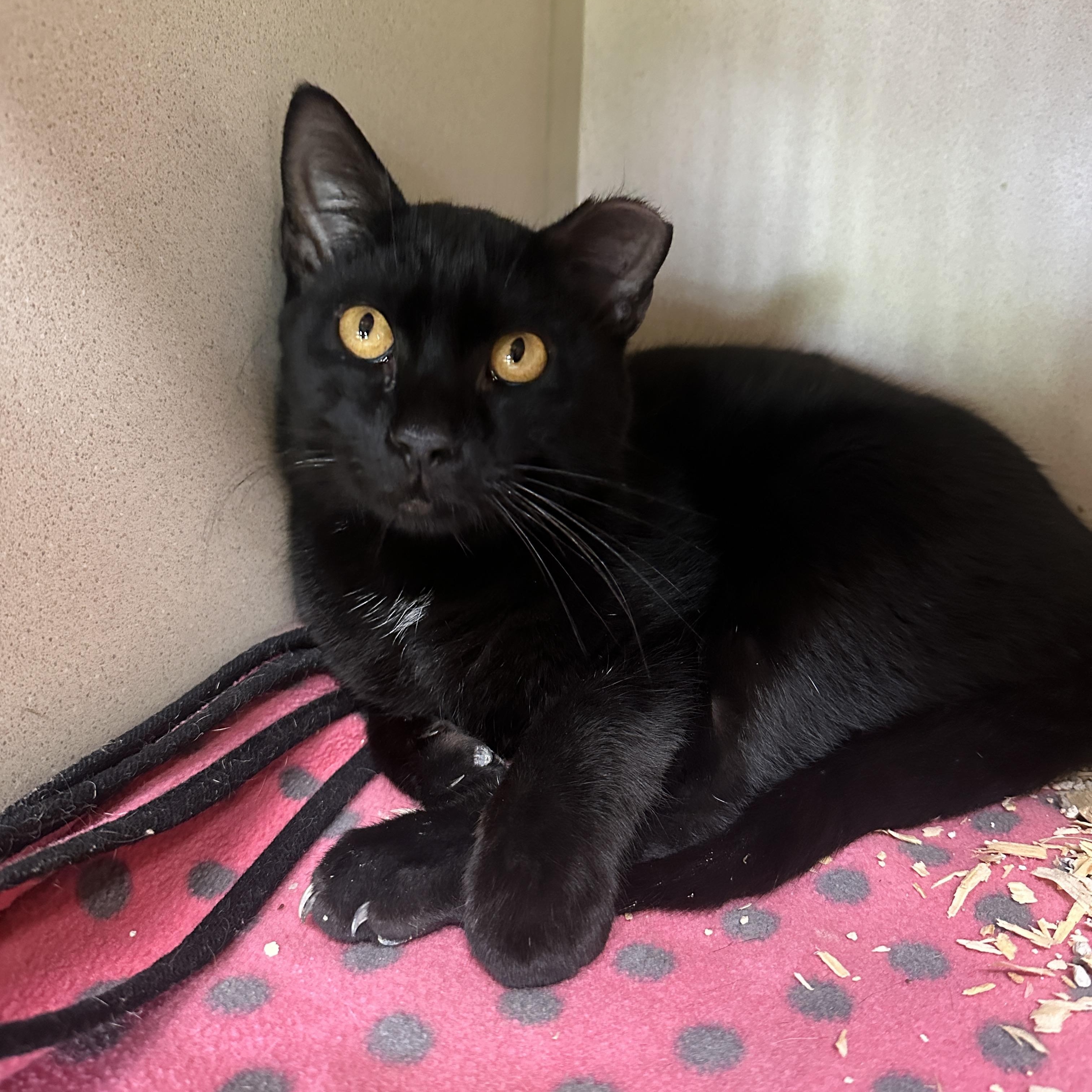 Enlarge Binx, a Adoptable mixed breed in Seguin, TX image 1/4