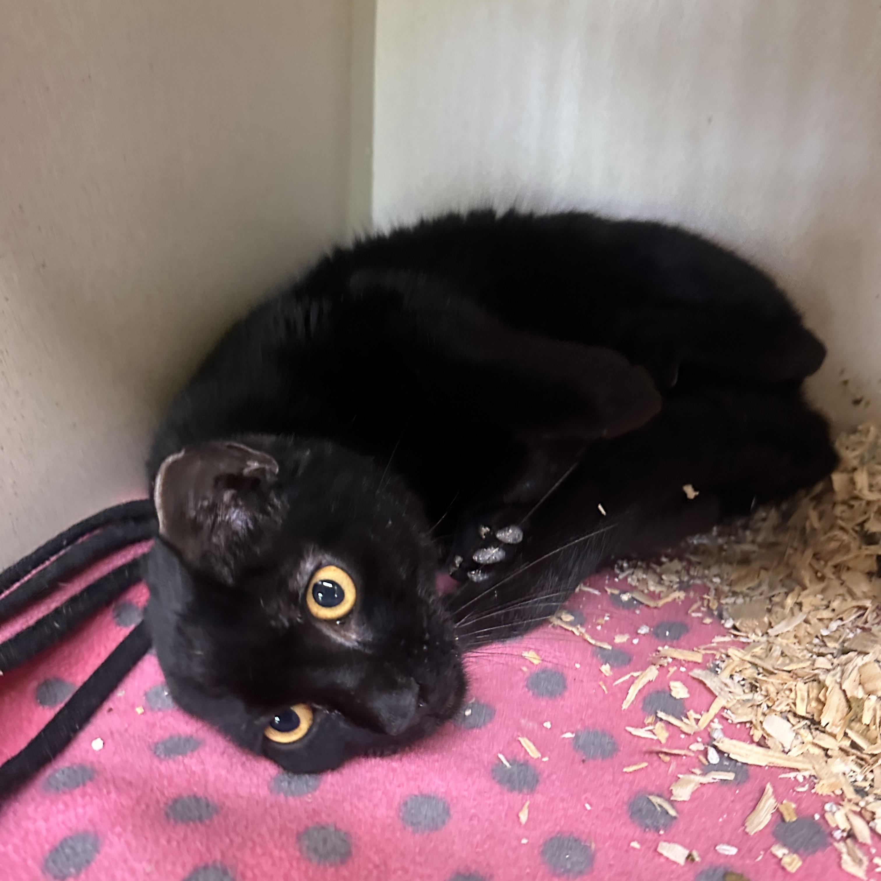 Enlarge Binx, a Adoptable mixed breed in Seguin, TX image 2/4