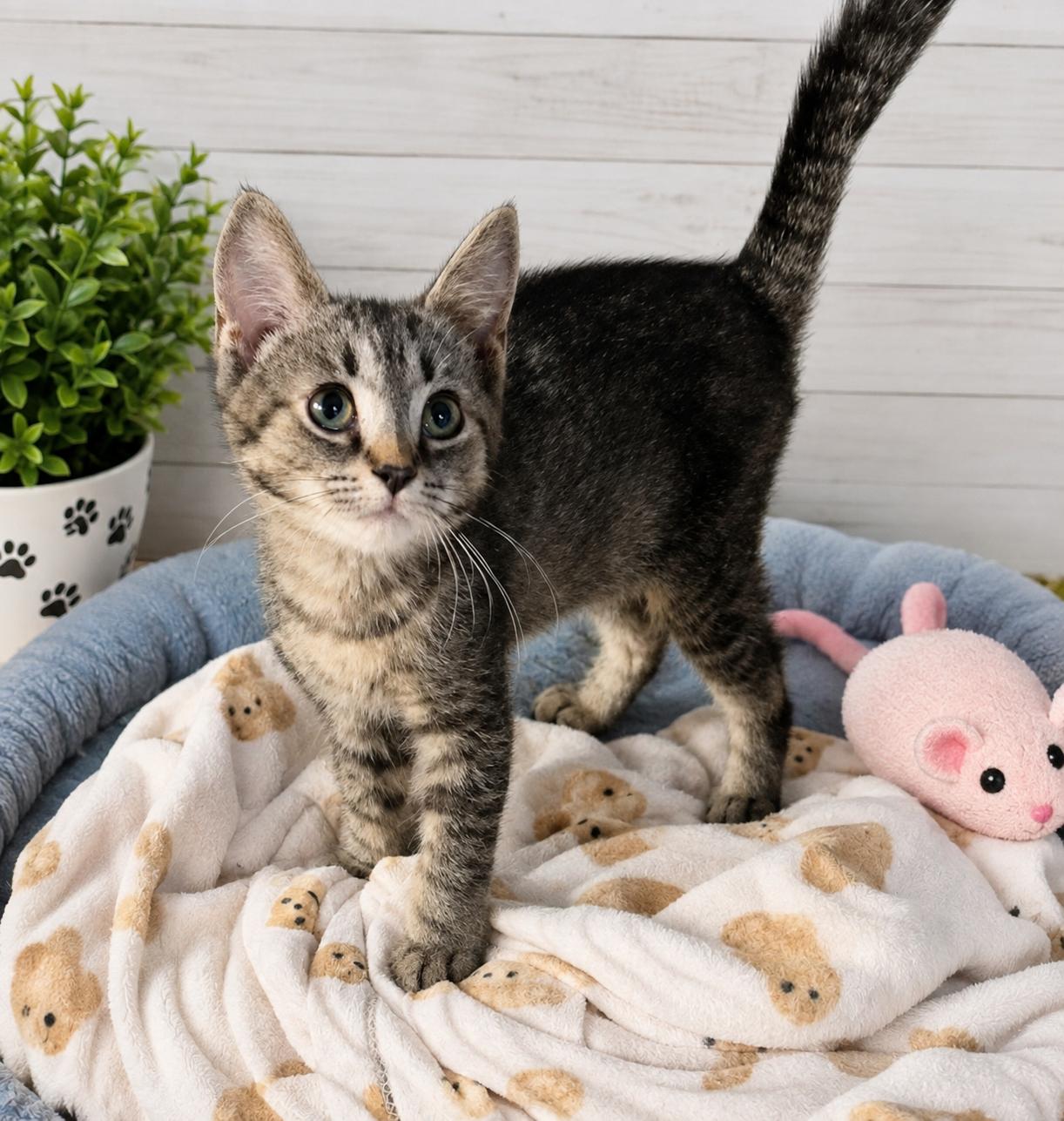 Enlarge Rae, a ADOPTABLE Tabby in Saginaw, MI image 1/3