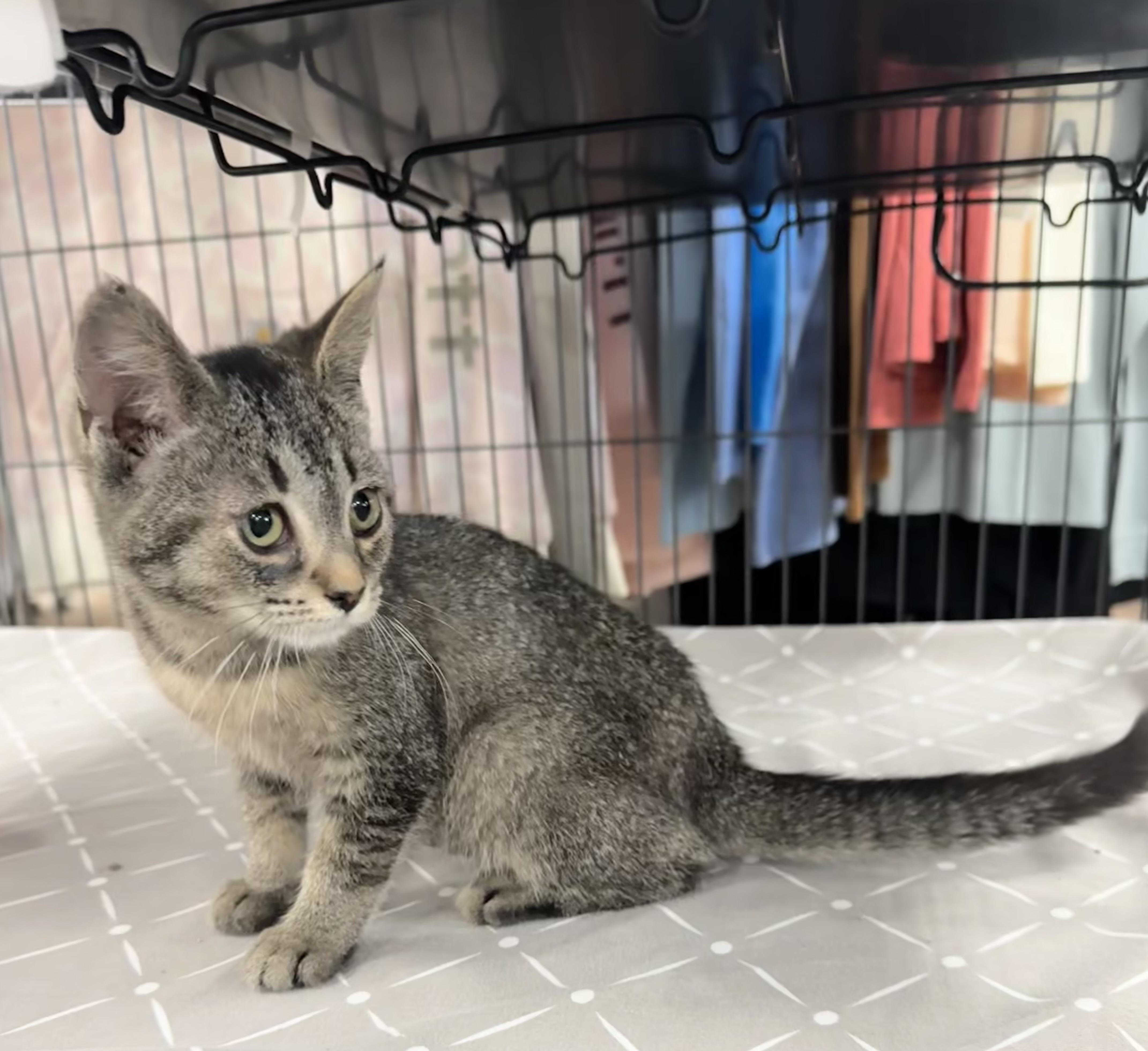 Enlarge Rae, a ADOPTABLE Tabby in Saginaw, MI image 2/3