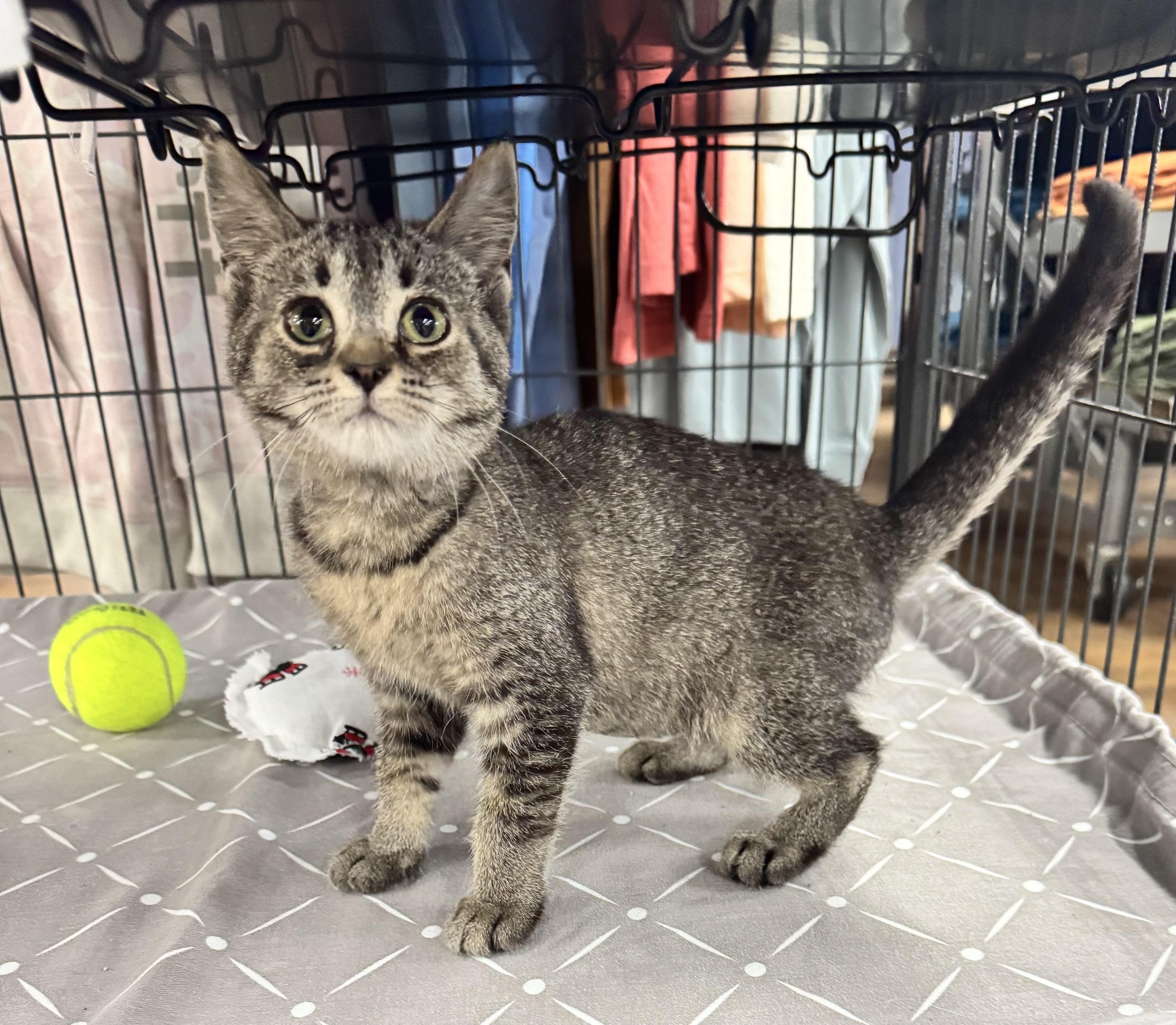 Enlarge Rae, a ADOPTABLE Tabby in Saginaw, MI image 3/3