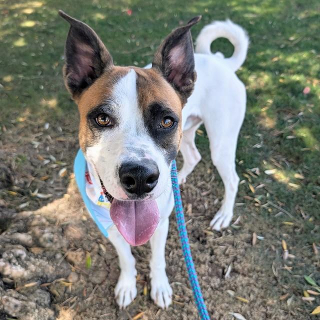 Enlarge TIGGER, a Adoptable mixed breed in Mesa, AZ image 1/1