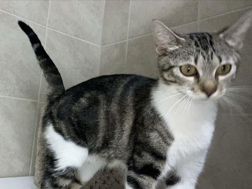 Passion-Fruit WA13836-T, Adoptable, Adult Female Domestic Short Hair.