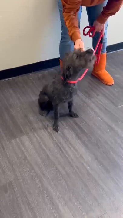 Enlarge Joey Springfield , a Adoptable Schnoodle in Springfield , IL video 3/3