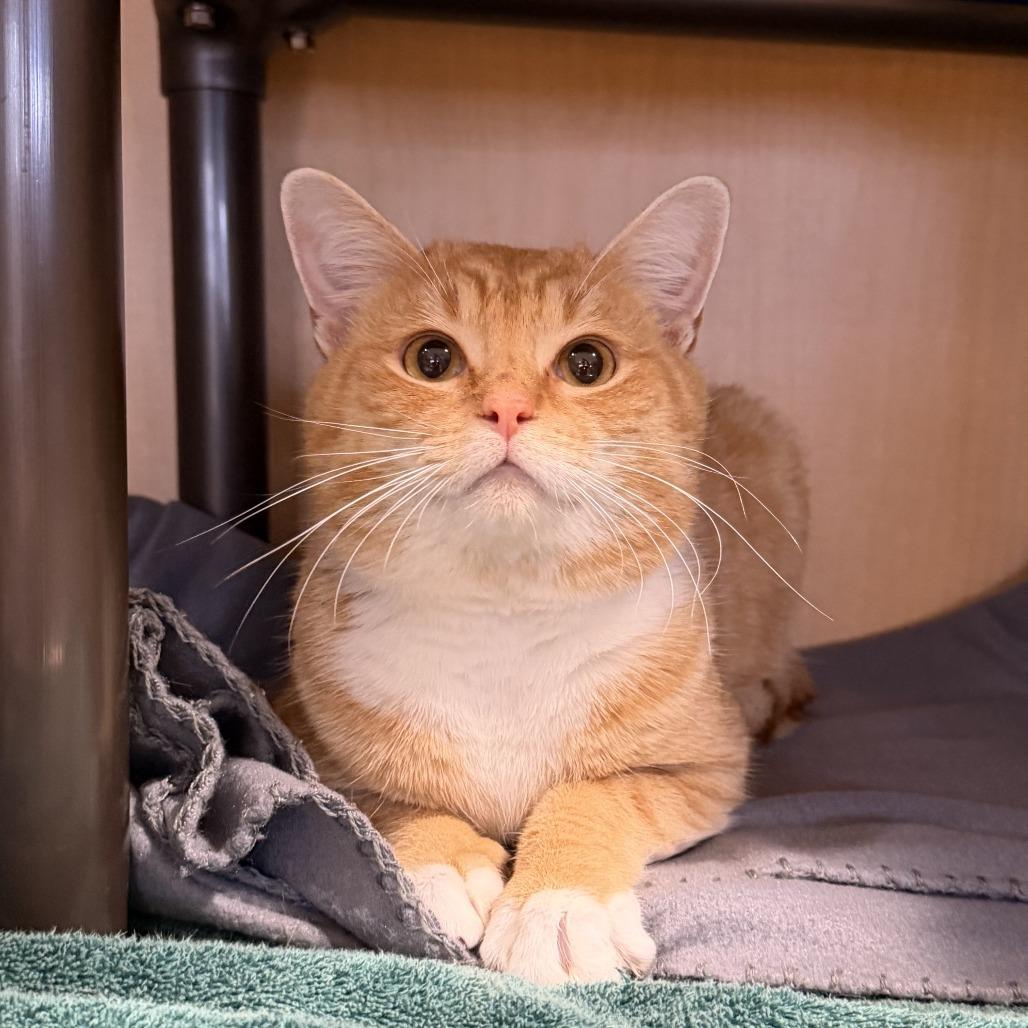 Enlarge Scooby, a Adoptable Domestic Short Hair in Chesapeake, VA image 1/1