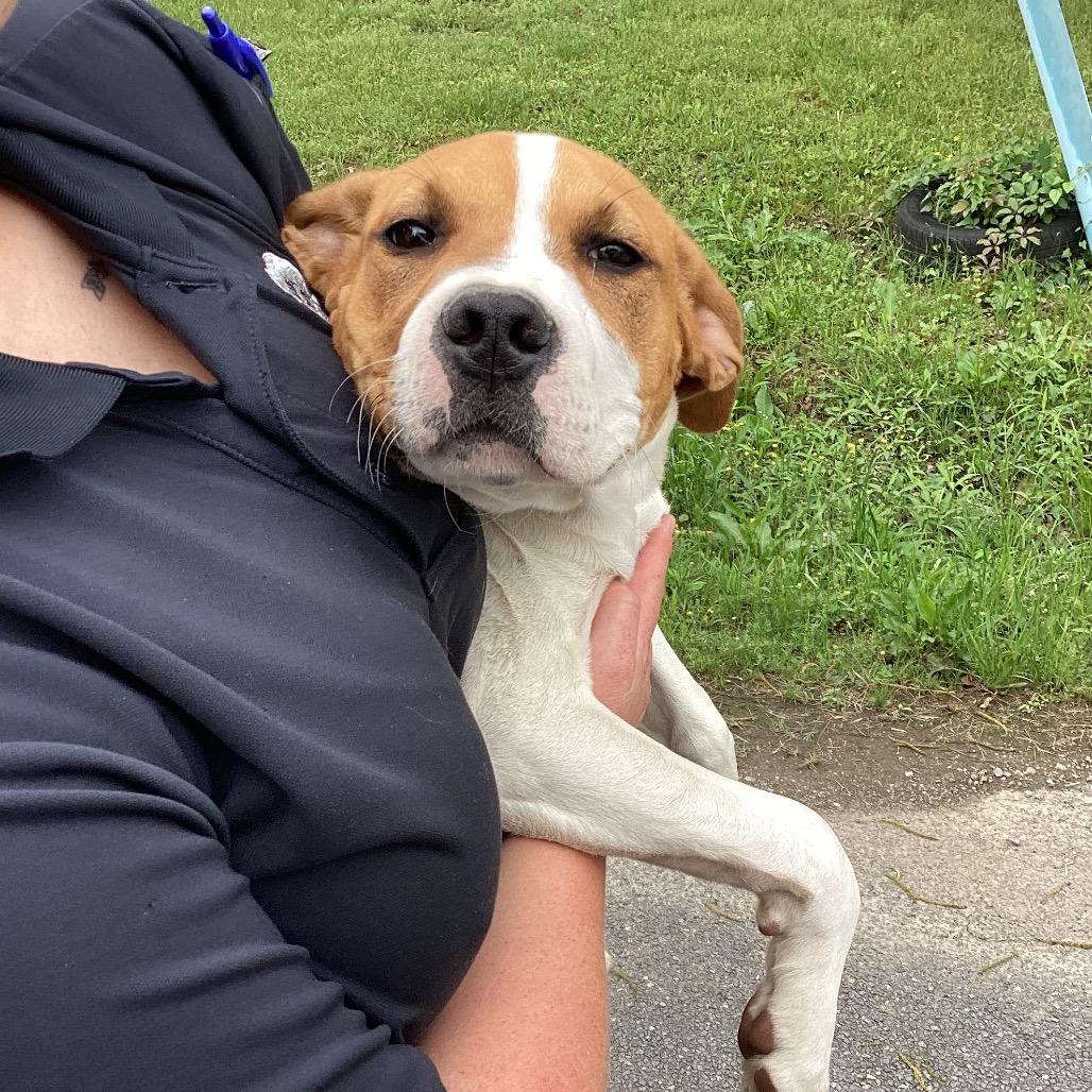 Sammy, a Adoptable mixed breed in Little Rock, AR image 1/6