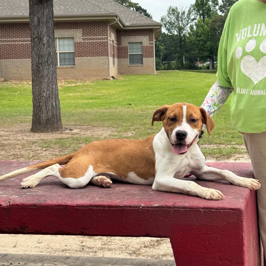 Sammy, a Adoptable mixed breed in Little Rock, AR image 2/6