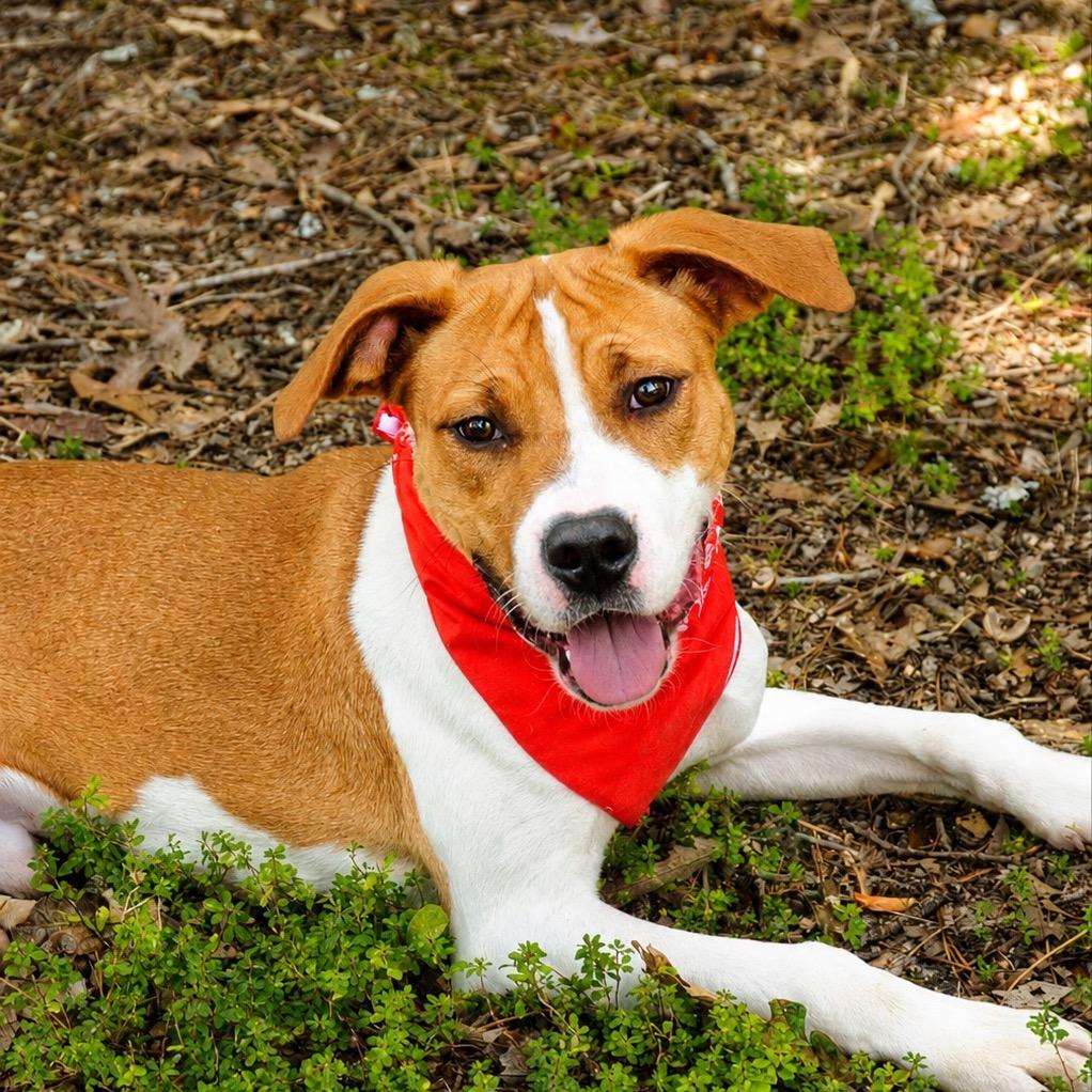 Enlarge Sammy, a Adoptable mixed breed in Little Rock, AR image 3/6
