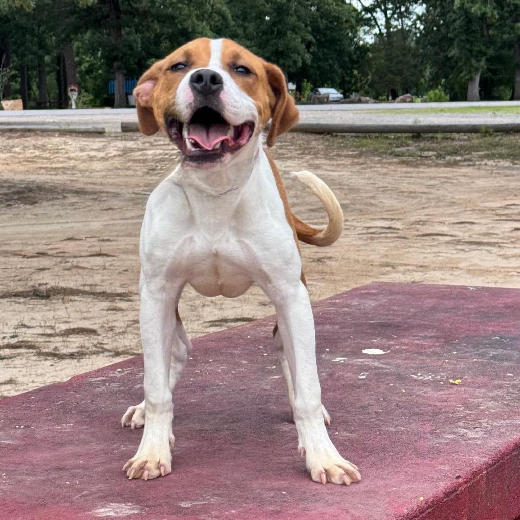 Sammy, a Adoptable mixed breed in Little Rock, AR image 3/6