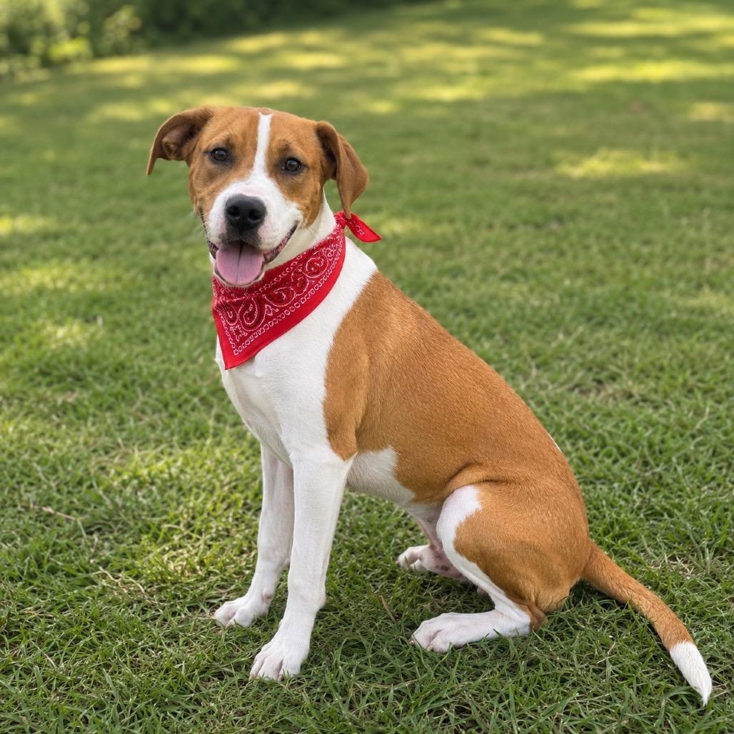Sammy, a Adoptable mixed breed in Little Rock, AR image 4/6