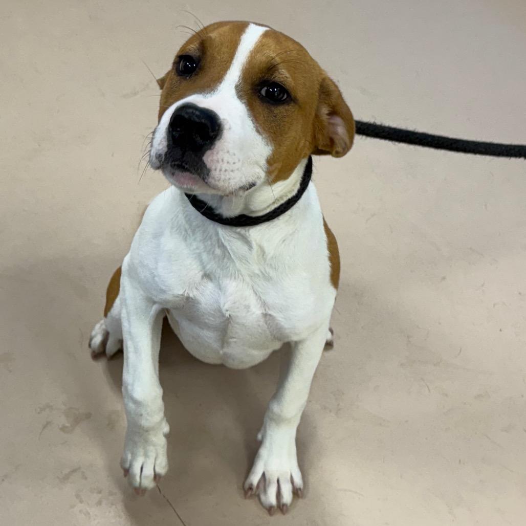 Sammy, a Adoptable mixed breed in Little Rock, AR image 5/6