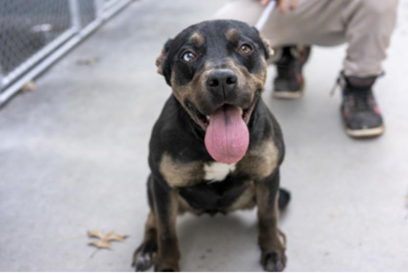 Chiclets, ADOPTABLE, Young Female Mixed Breed.
