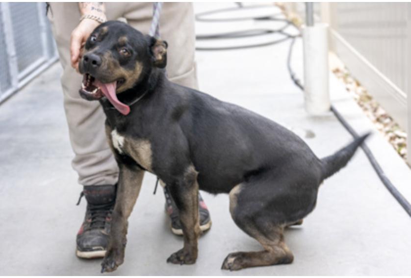 Enlarge Chiclets, a ADOPTABLE Mixed Breed in Terre Haute, IN image 2/2