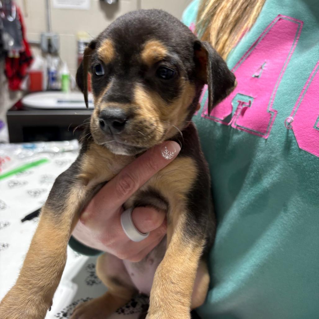 Enlarge Rory, a Adoptable Mixed Breed in Pensacola, FL image 1/1