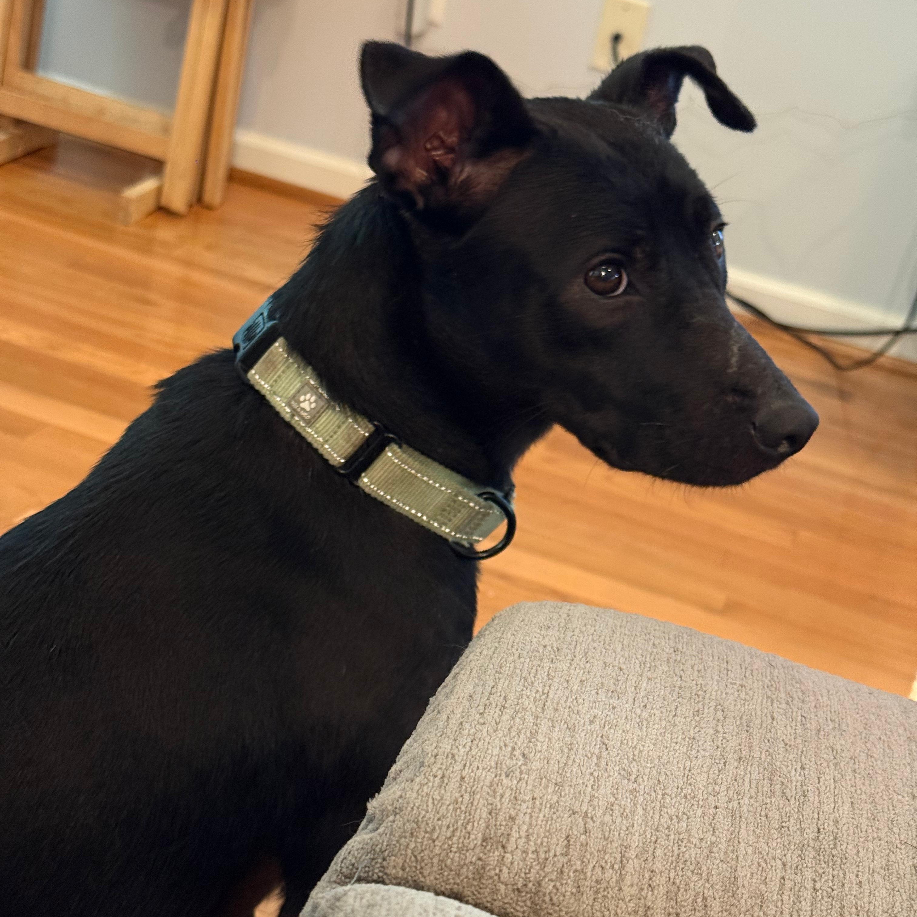 Tommy, a Adoptable mixed breed in Lancaster, PA image 2/6