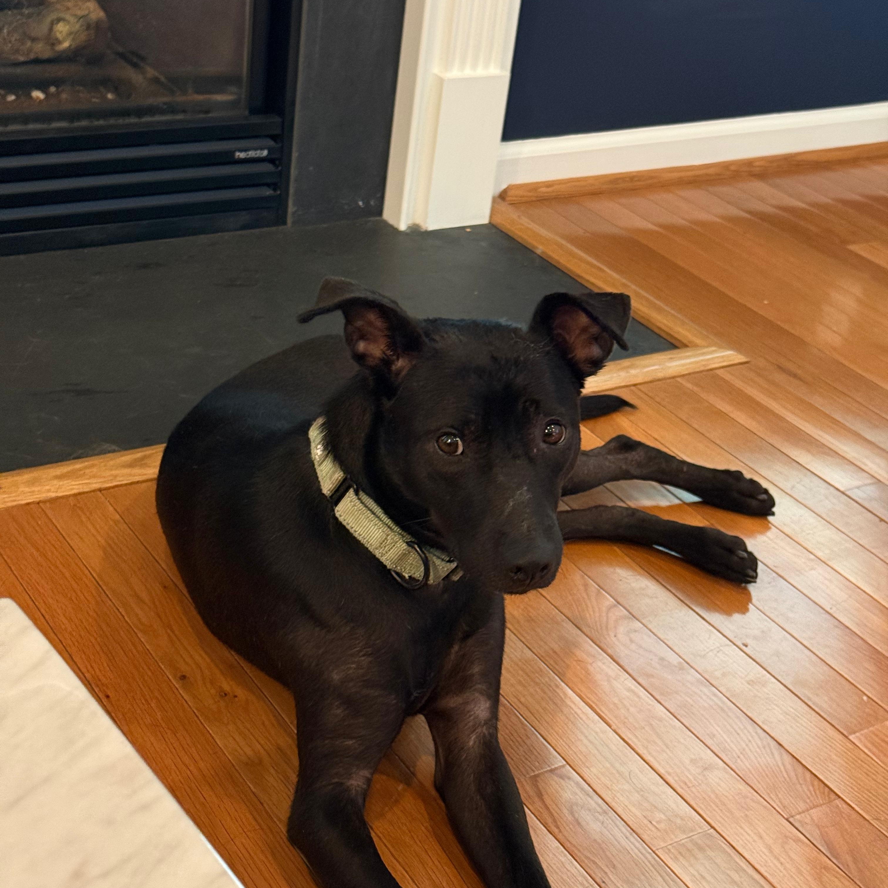 Tommy, a Adoptable mixed breed in Lancaster, PA image 6/6