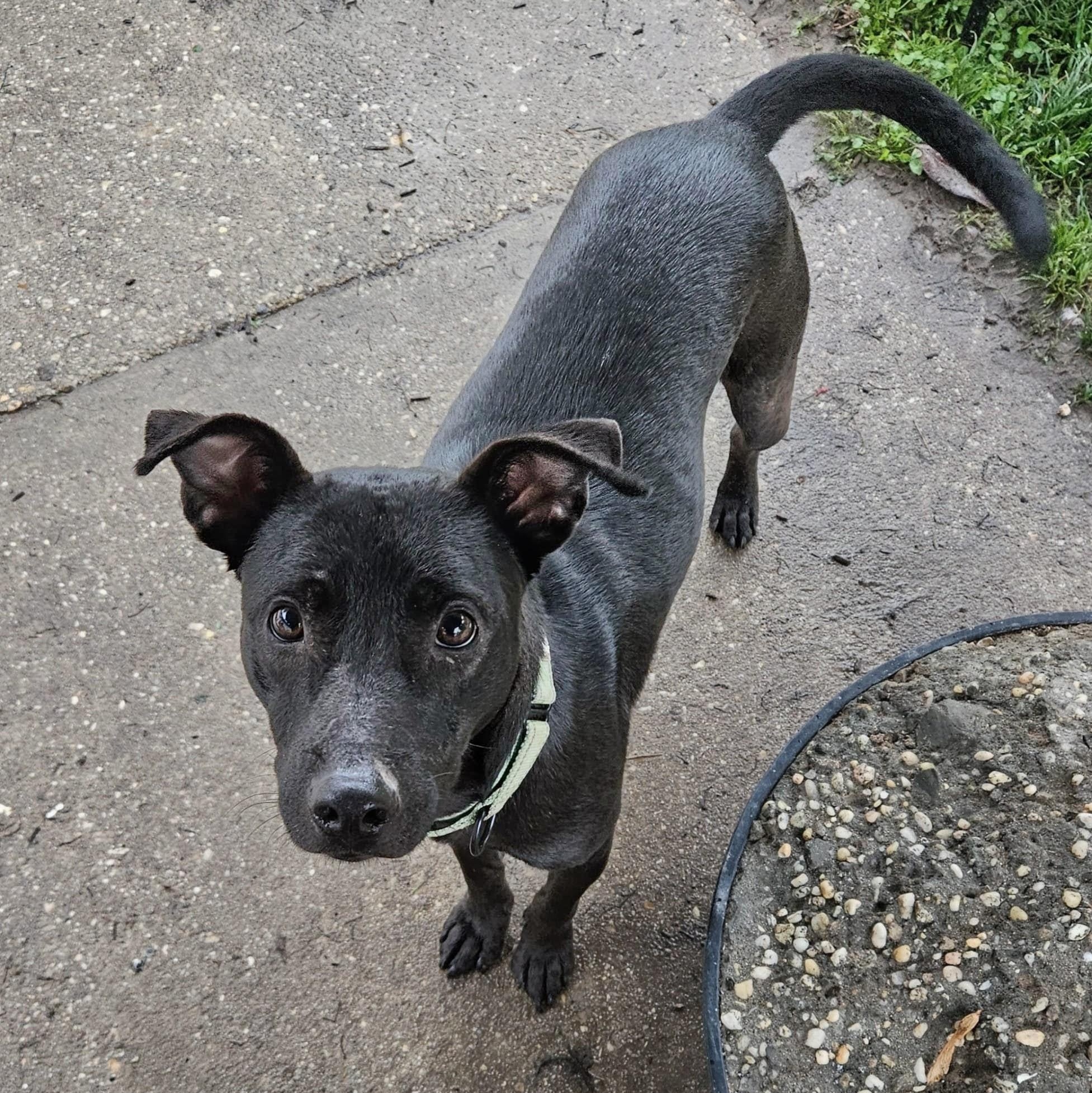 Tommy, Adoptable, Young Male Labrador Retriever.