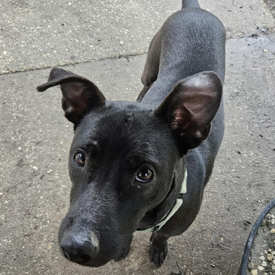 Tommy, a Adoptable mixed breed in Lancaster, PA image 5/6