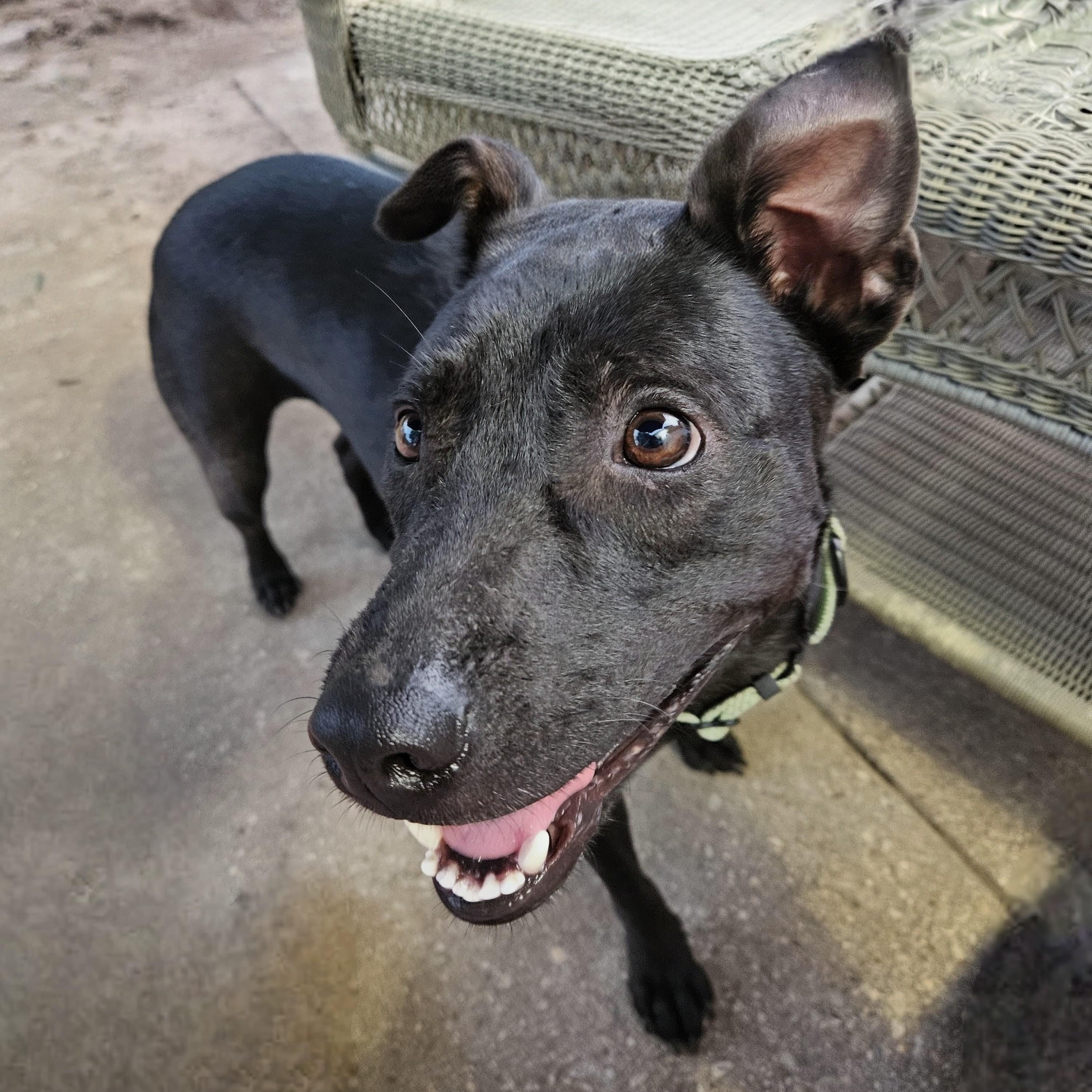 Tommy, a Adoptable mixed breed in Lancaster, PA image 3/6