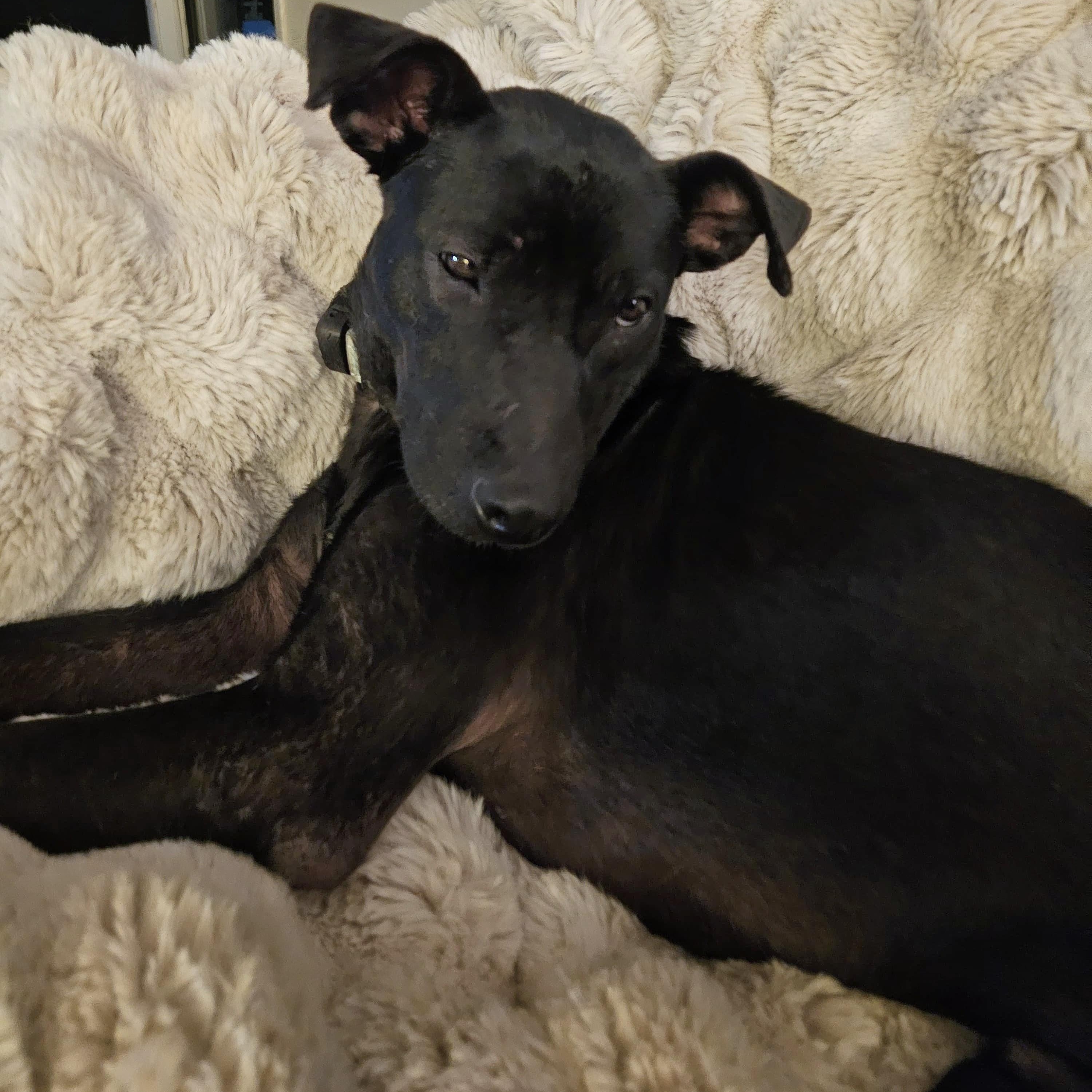 Tommy, a Adoptable mixed breed in Lancaster, PA image 4/6