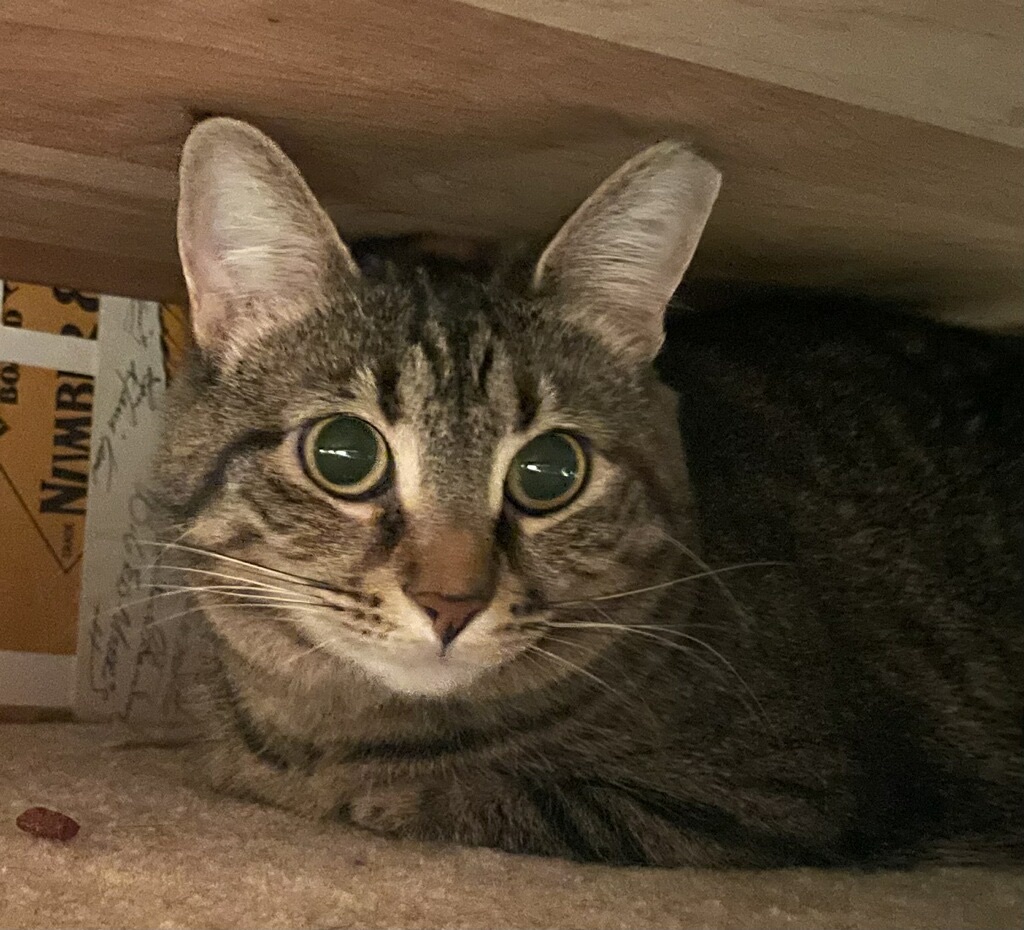 Frankie , Adoptable, Adult Female Torbie.