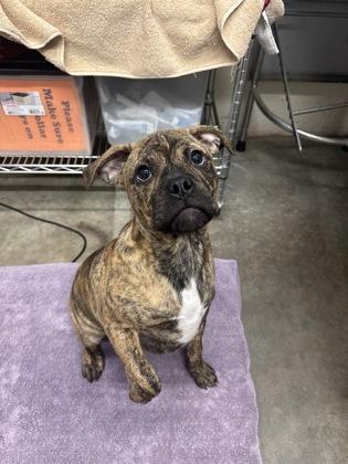 Duke (Dukie), an adopted mixed breed in Rapid City, SD image 2/3