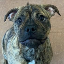 Duke (Dukie), an adopted mixed breed in Rapid City, SD image 1/3