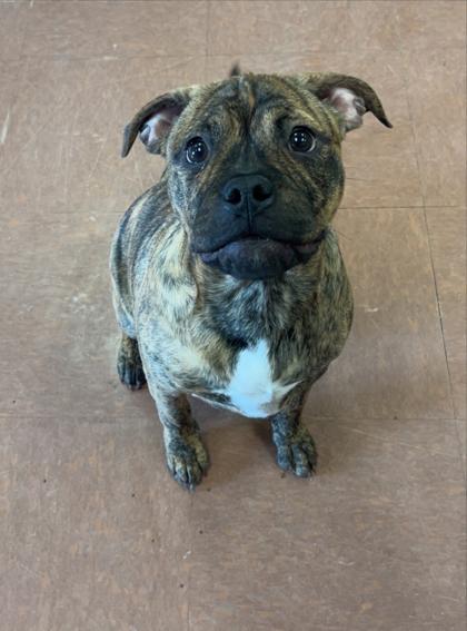 Duke (Dukie), an adopted mixed breed in Rapid City, SD image 3/3