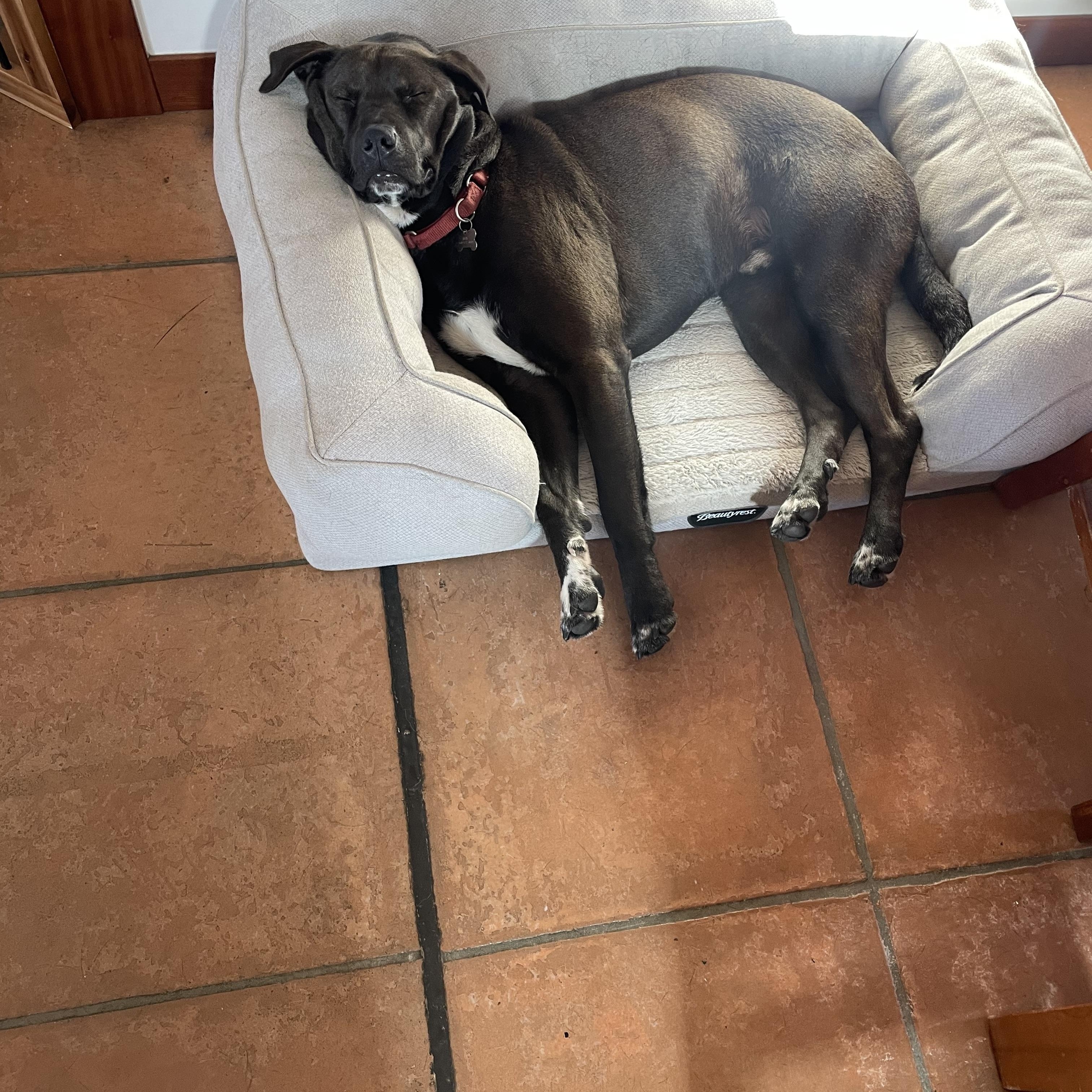 Enlarge Prancer, a Adoptable mixed breed in San Diego, CA image 6/6