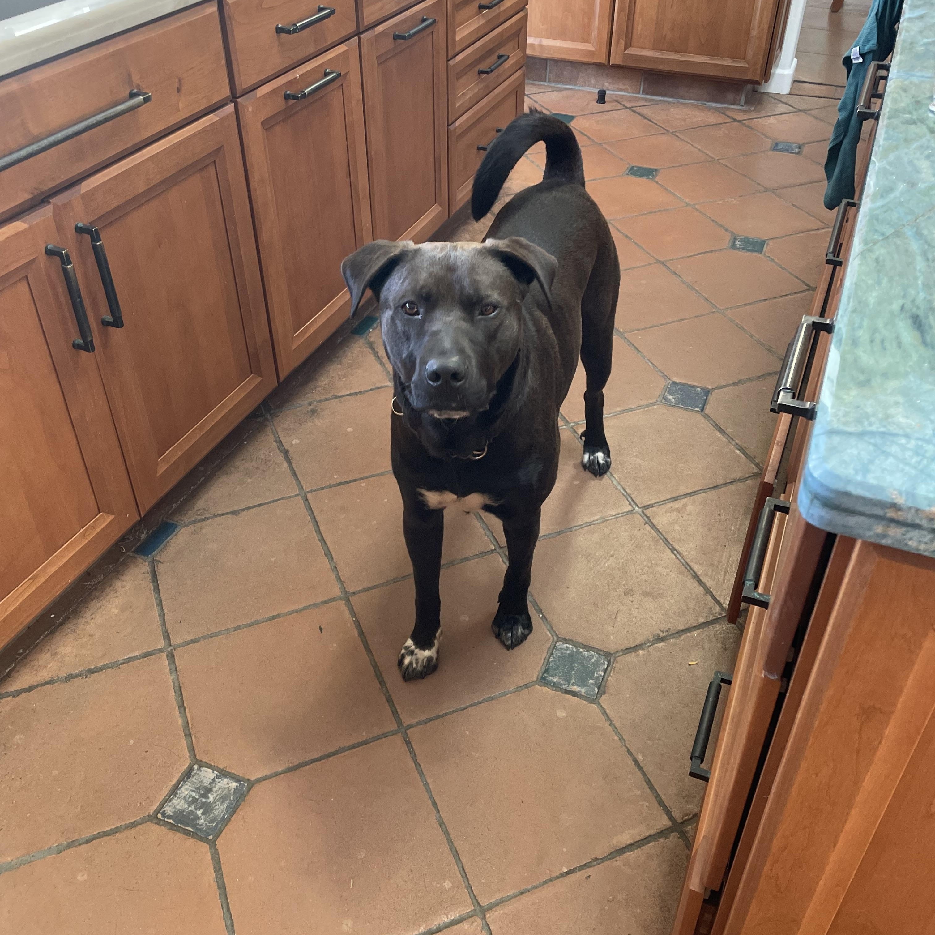 Enlarge Prancer, a Adoptable mixed breed in San Diego, CA image 4/6