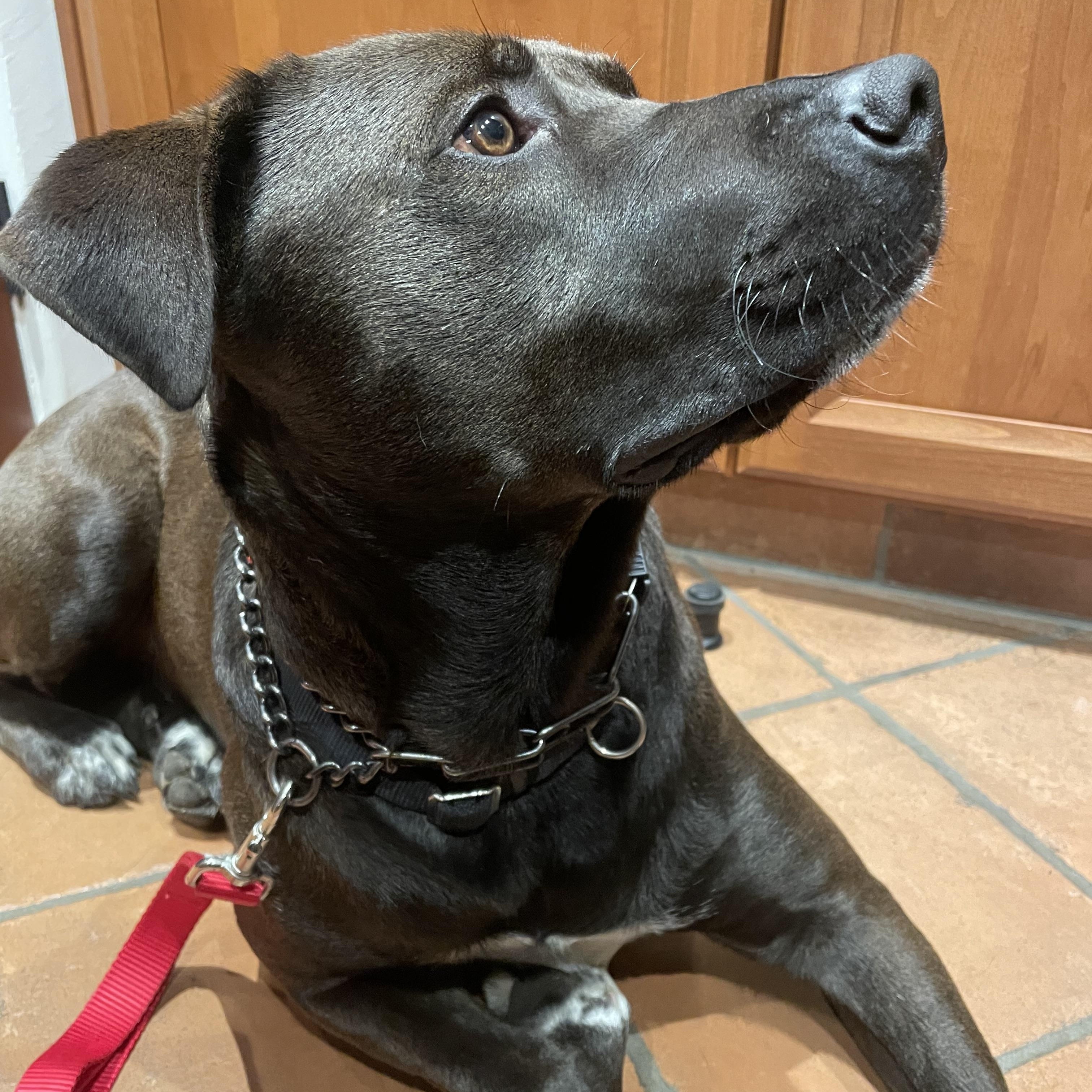 Enlarge Prancer, a Adoptable mixed breed in San Diego, CA image 5/6