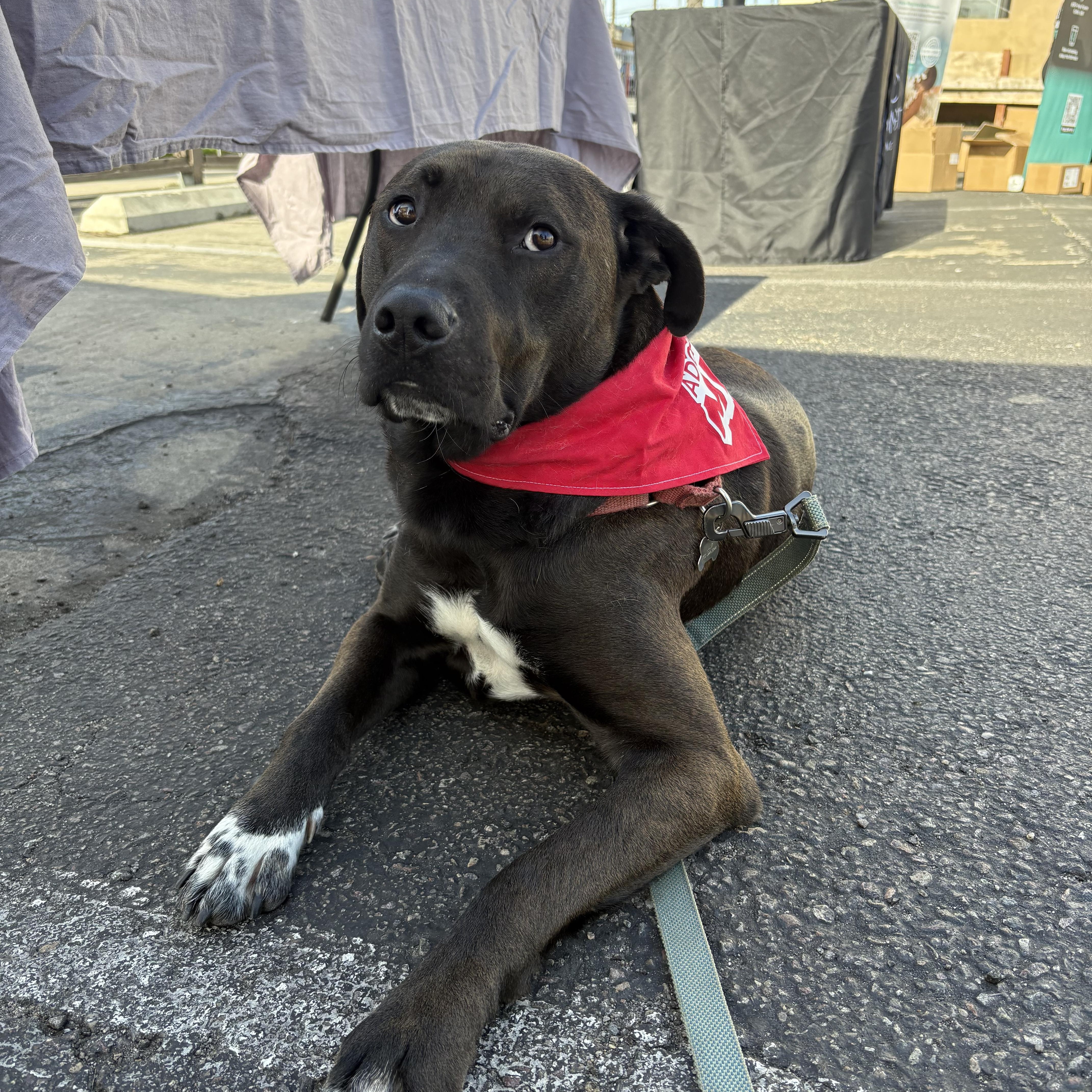 Enlarge Prancer, a Adoptable mixed breed in San Diego, CA image 2/6